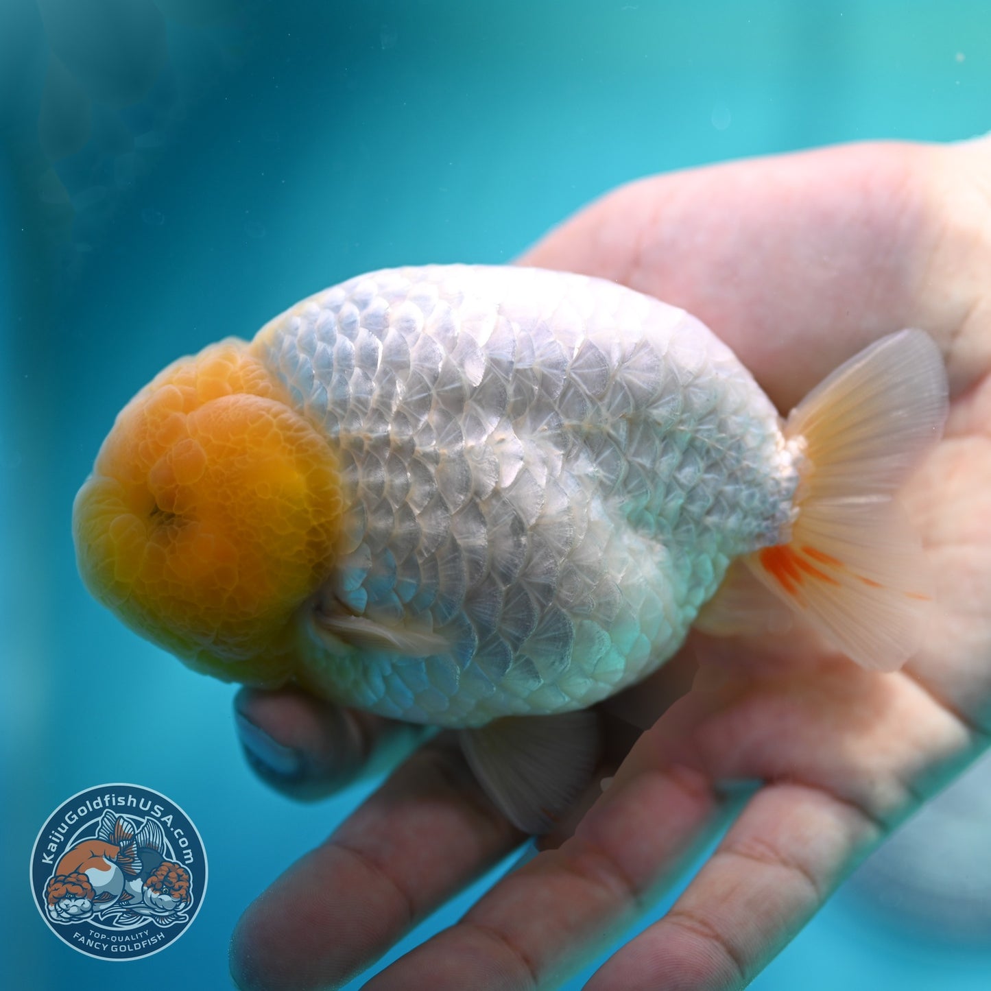Dragon Scale White Ranchu 4 inch Body (260612_RC01)