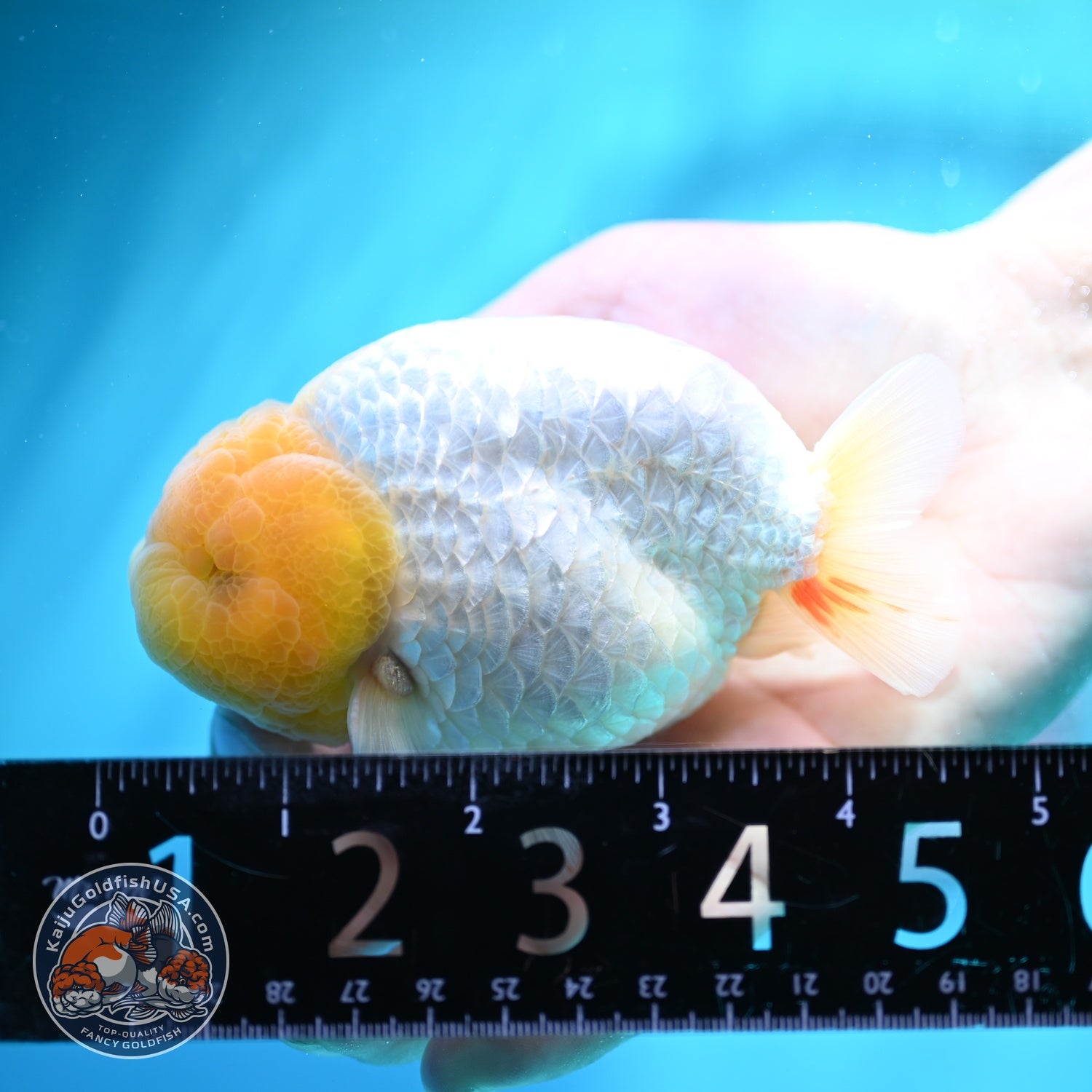 Dragon Scale White Ranchu 4 inch Body (260612_RC01)