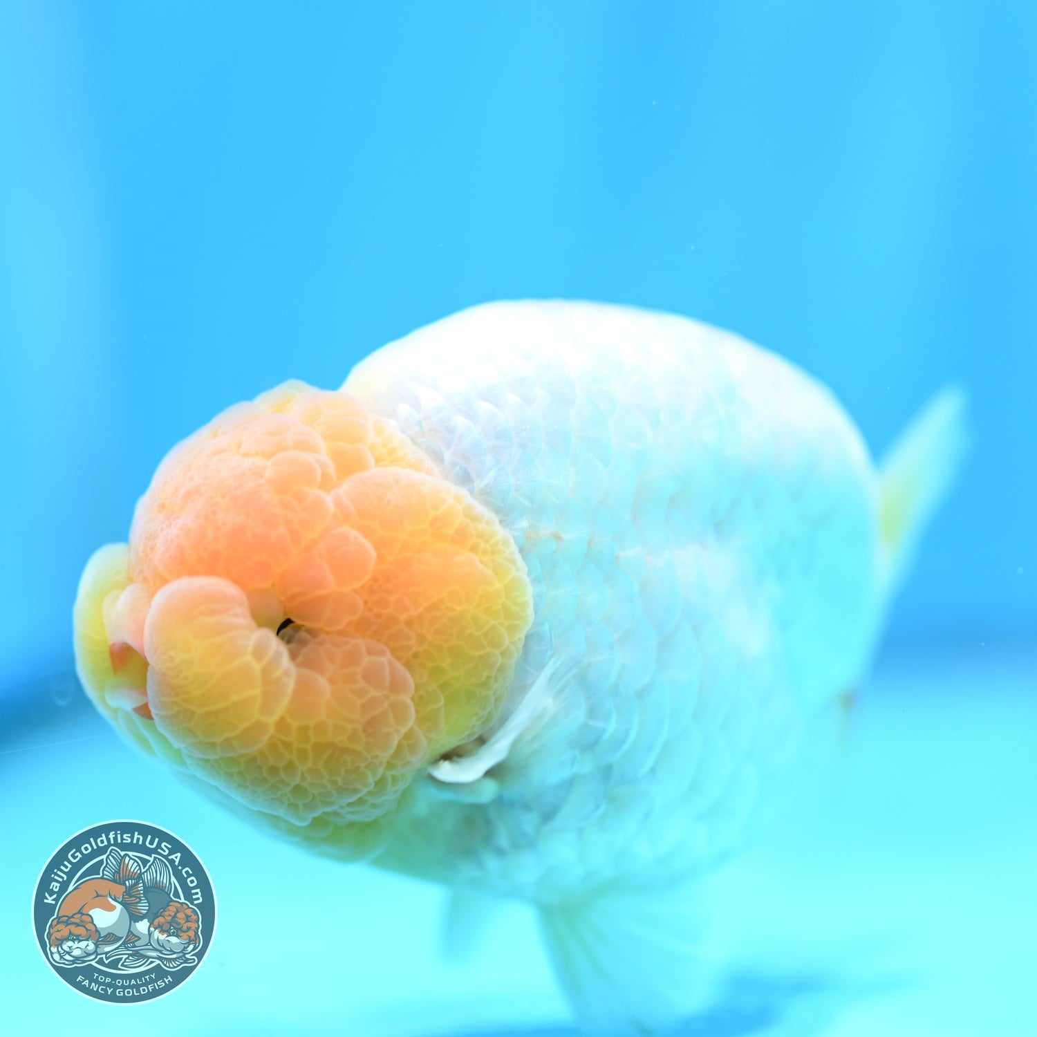 Dragon Scale White Ranchu 4 inch Body (260612_RC01)