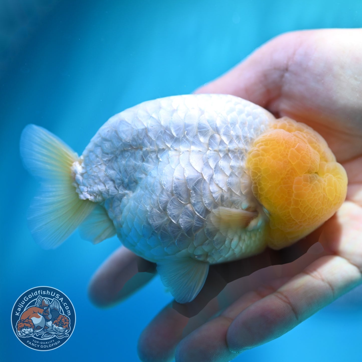 Dragon Scale White Ranchu 4 inch Body (260612_RC01)