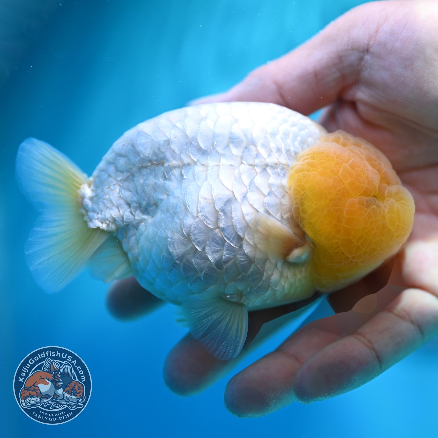 Dragon Scale White Ranchu 4 inch Body (260612_RC01)