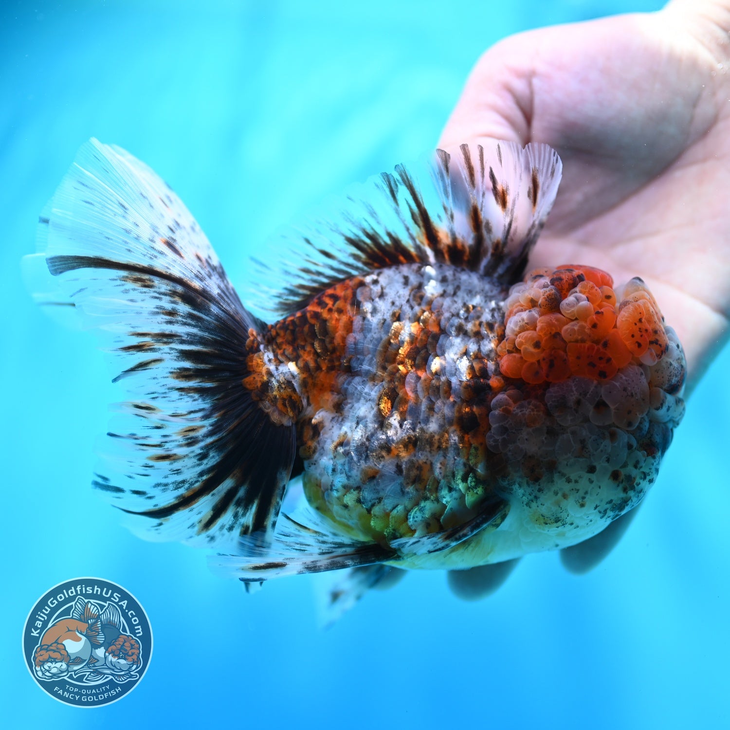 Full Wen Kirin Rose Tail Oranda 4.5 inch Body (260529_OR01)