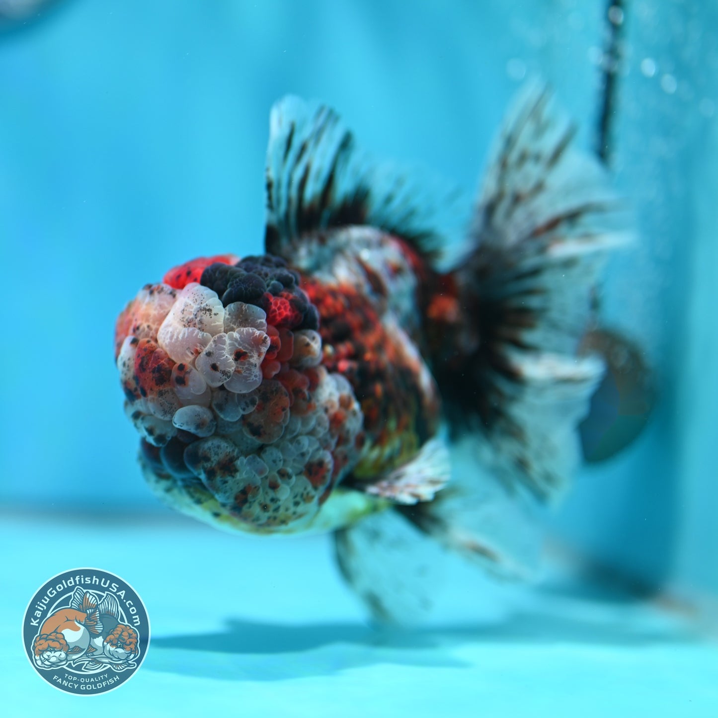 Full Wen Kirin Rose Tail Oranda 4.5 inch Body (260529_OR01)