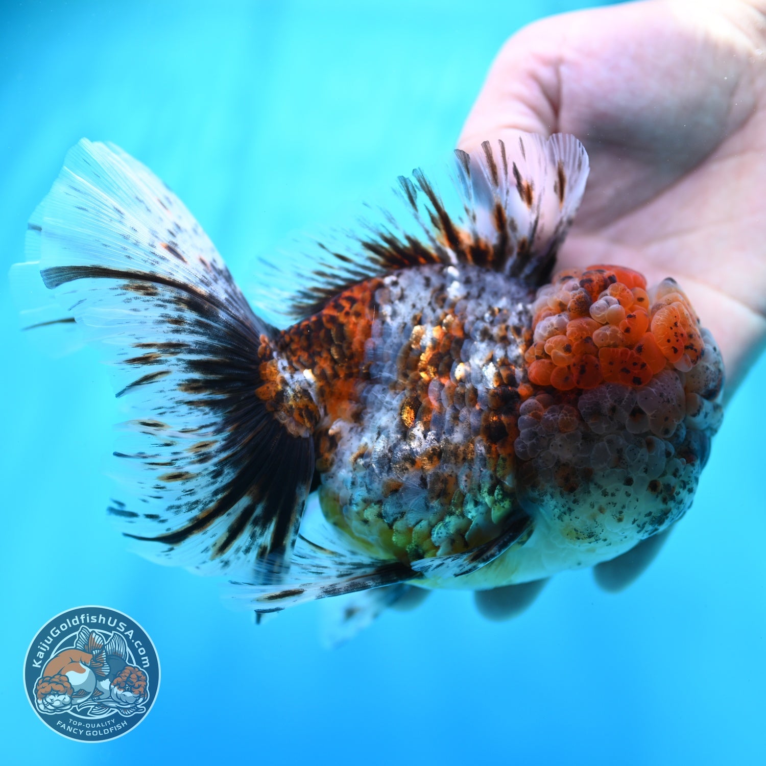 Full Wen Kirin Rose Tail Oranda 4.5 inch Body (260529_OR01)