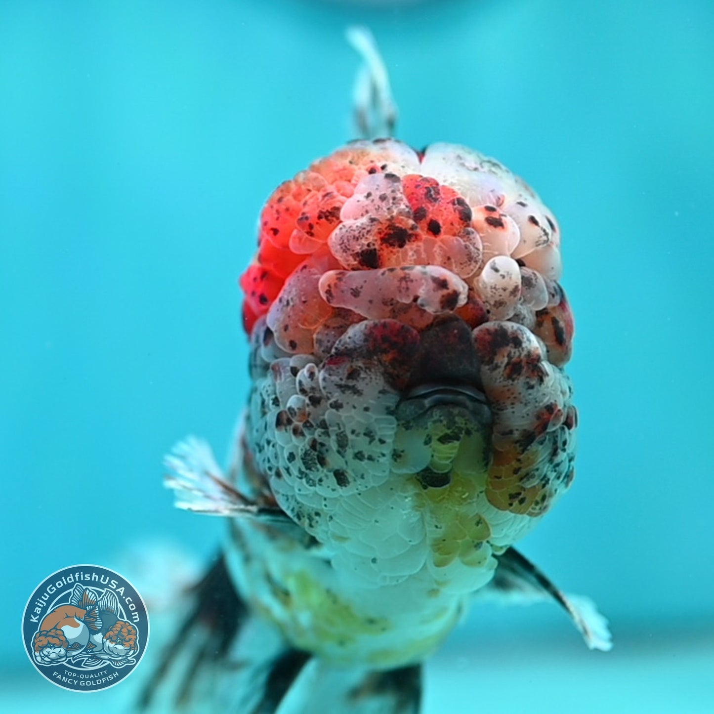 Full Wen Kirin Rose Tail Oranda 4.5 inch Body (260529_OR01)