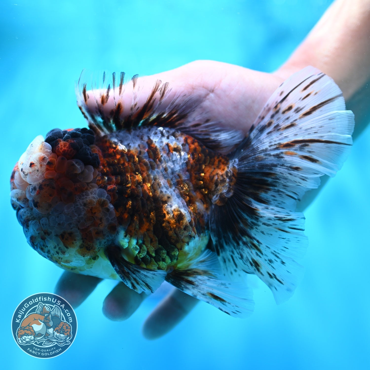 Full Wen Kirin Rose Tail Oranda 4.5 inch Body (260529_OR01)