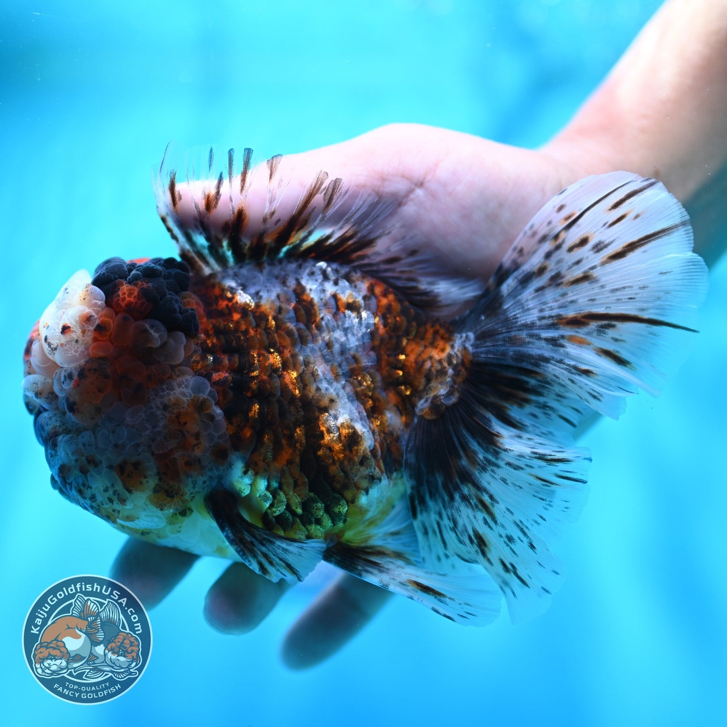 Full Wen Kirin Rose Tail Oranda 4.5 inch Body (260529_OR01)