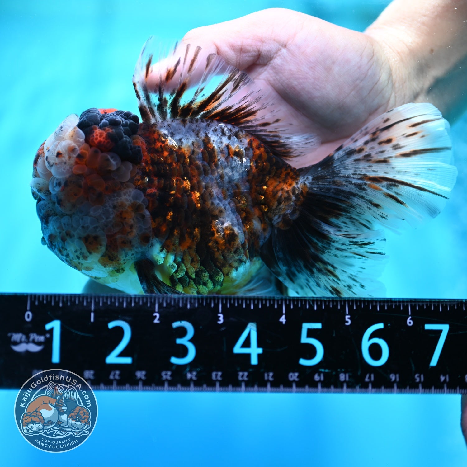 Full Wen Kirin Rose Tail Oranda 4.5 inch Body (260529_OR01)