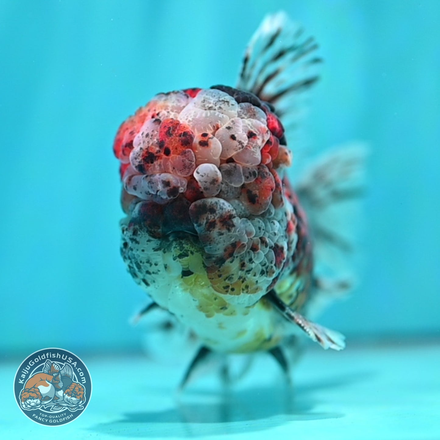 Full Wen Kirin Rose Tail Oranda 4.5 inch Body (260529_OR01)