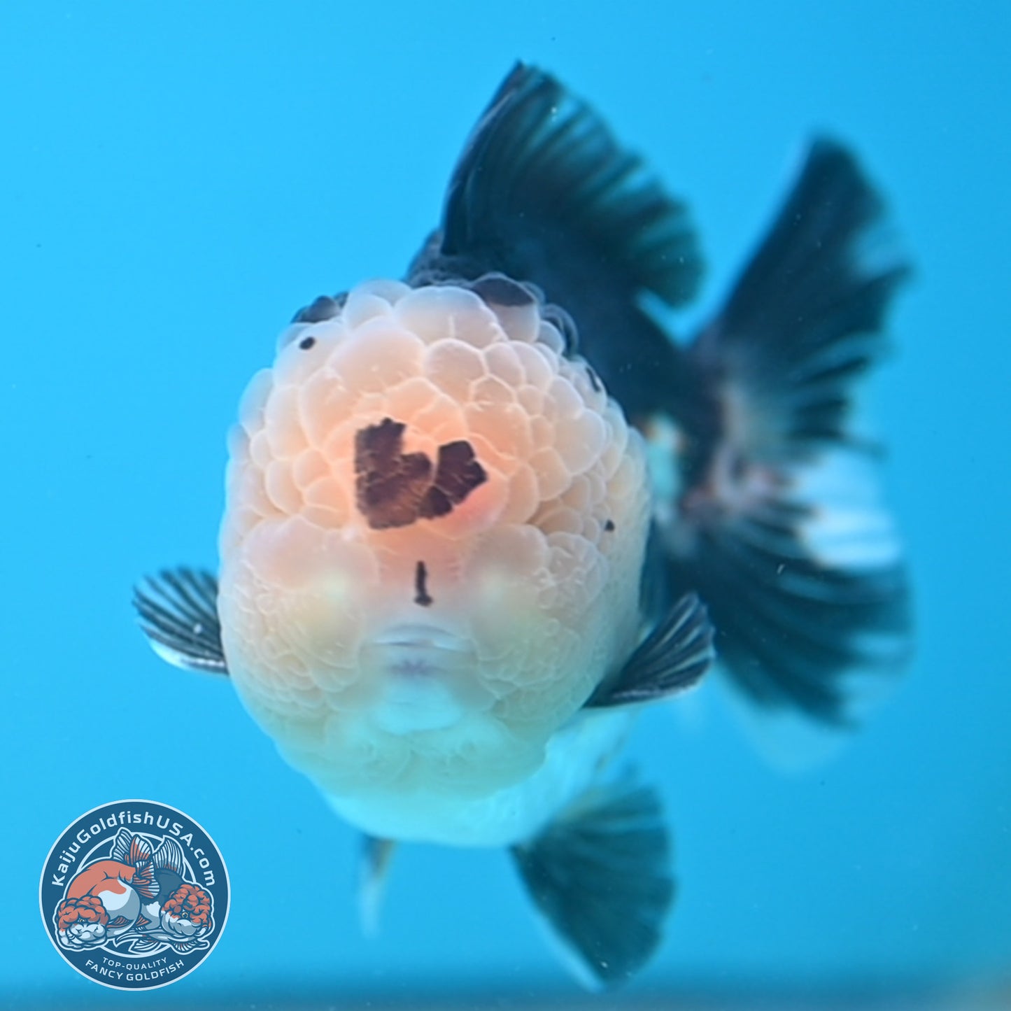 Full Wen Panda Oranda 3.5 inch Body (251024_OR04)