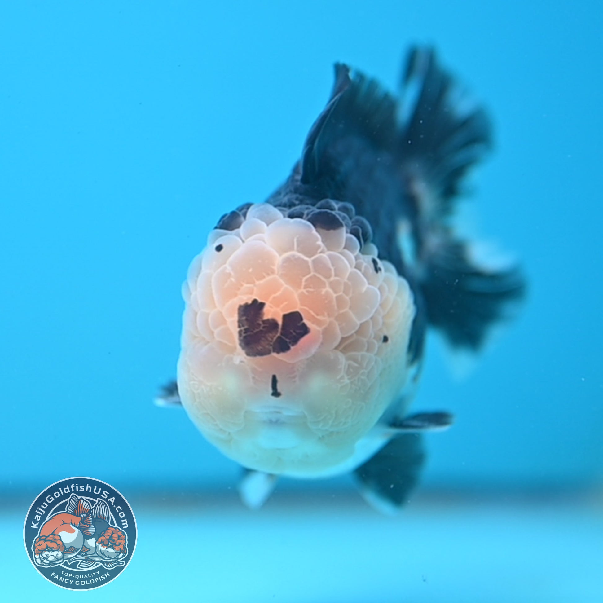 Full Wen Panda Oranda 3.5 inch Body (251024_OR04)