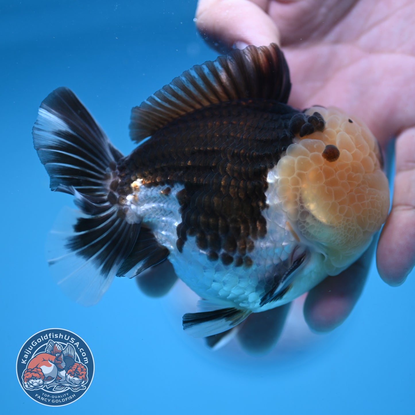 Full Wen Panda Oranda 3.5 inch Body (251024_OR04)