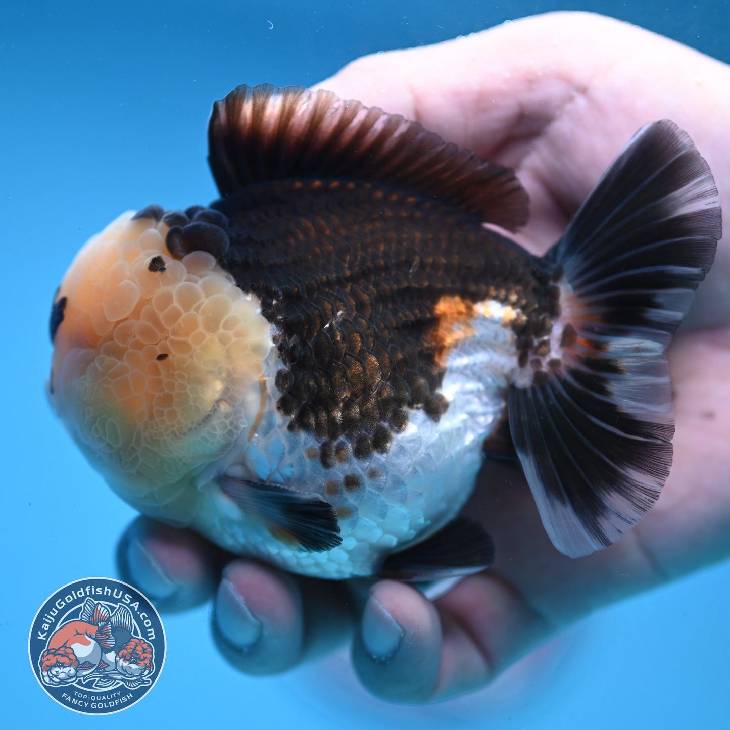 Full Wen Panda Oranda 3.5 inch Body (251024_OR04)
