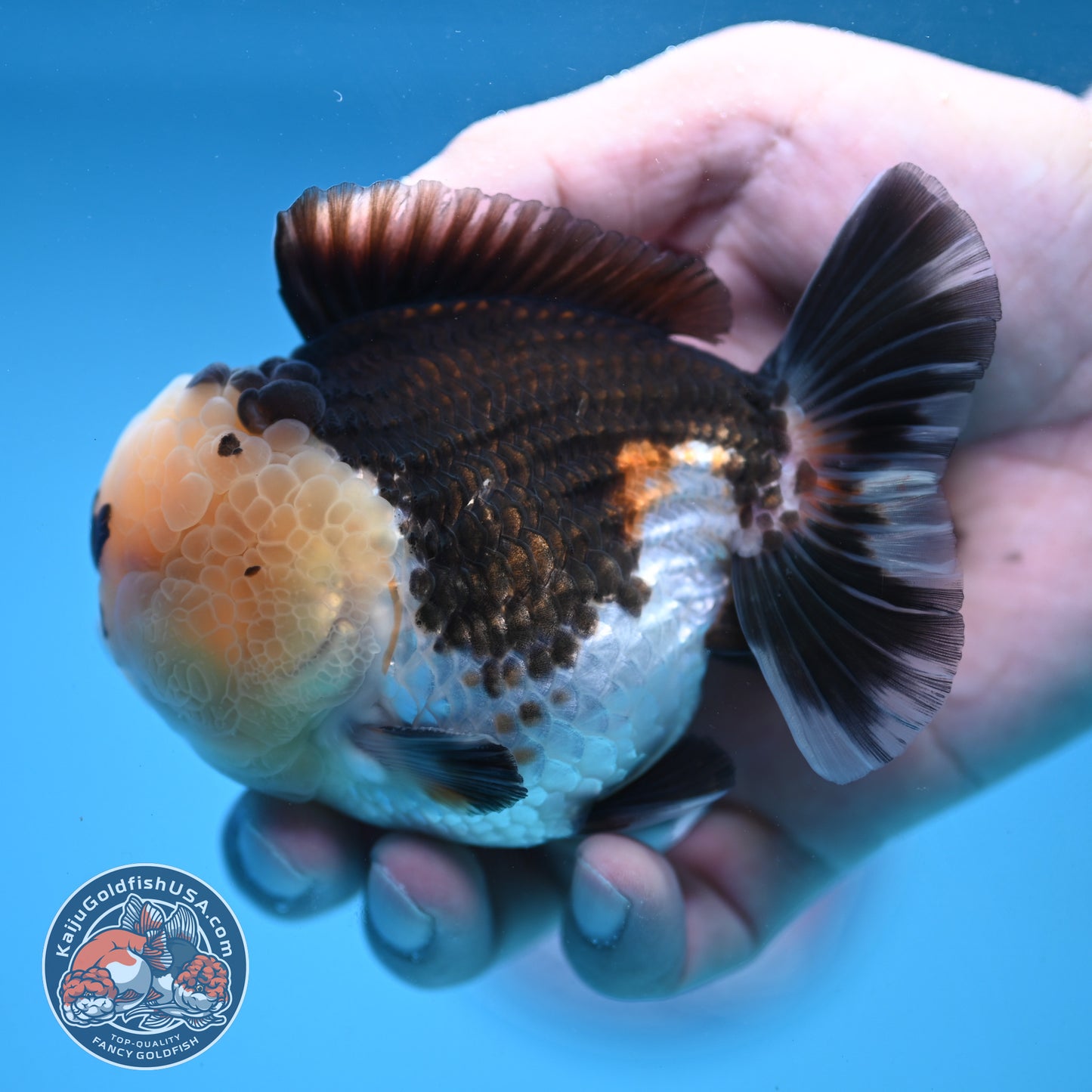 Full Wen Panda Oranda 3.5 inch Body (251024_OR04)