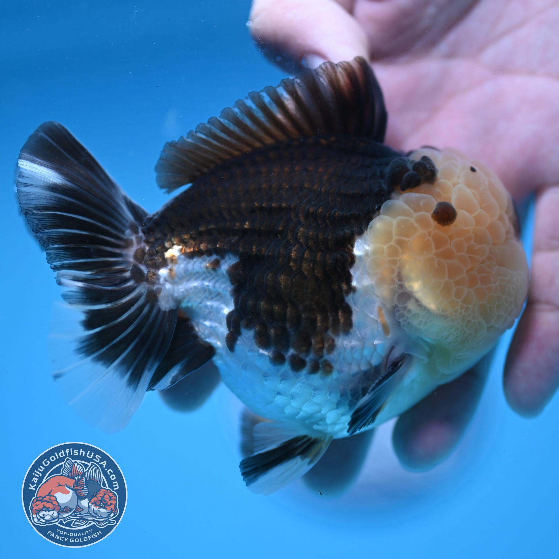 Full Wen Panda Oranda 3.5 inch Body (251024_OR04)