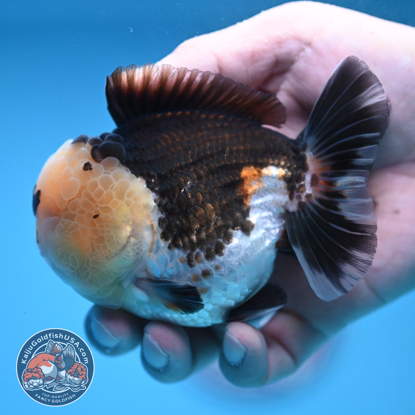 Full Wen Panda Oranda 3.5 inch Body (251024_OR04)