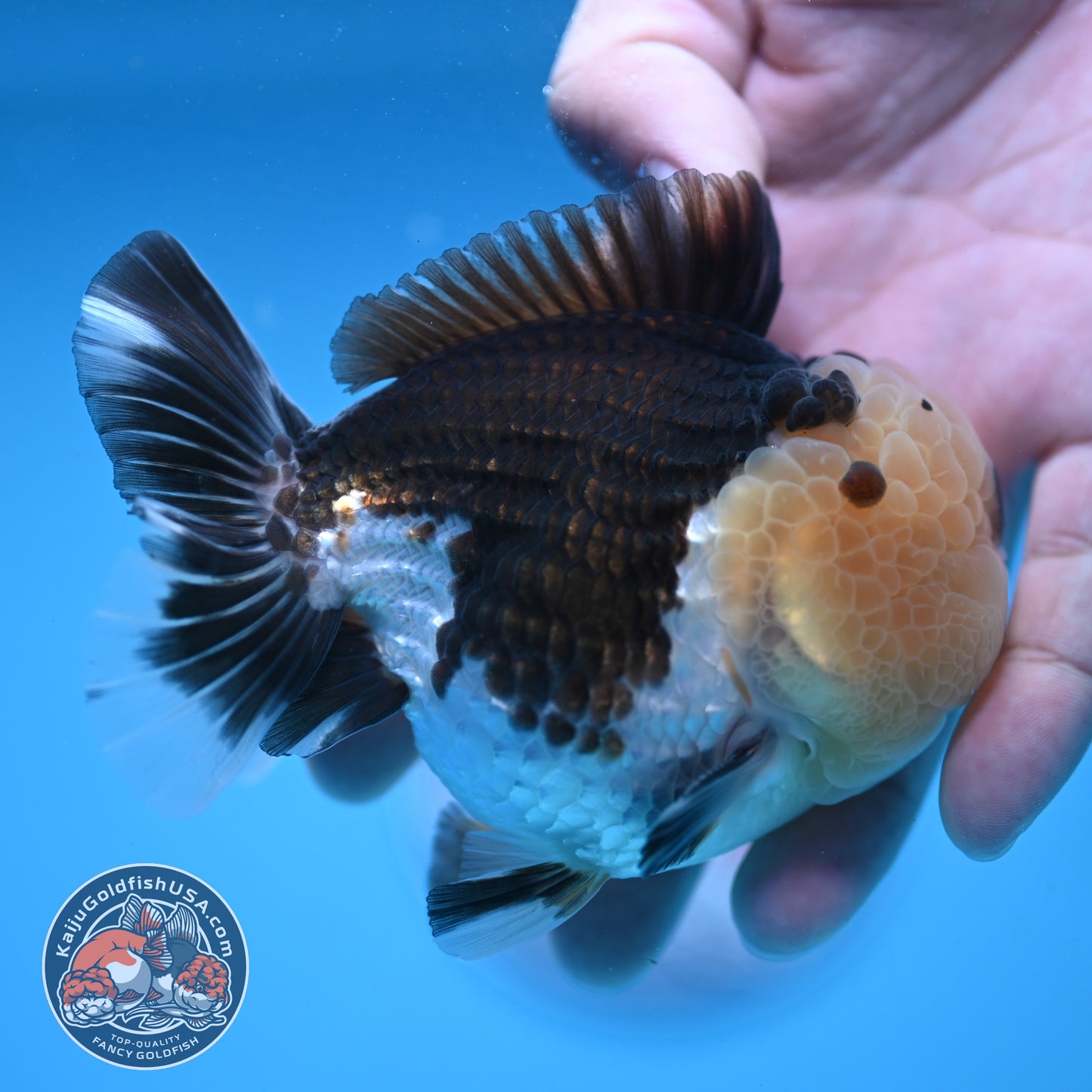 Full Wen Panda Oranda 3.5 inch Body (251024_OR04)
