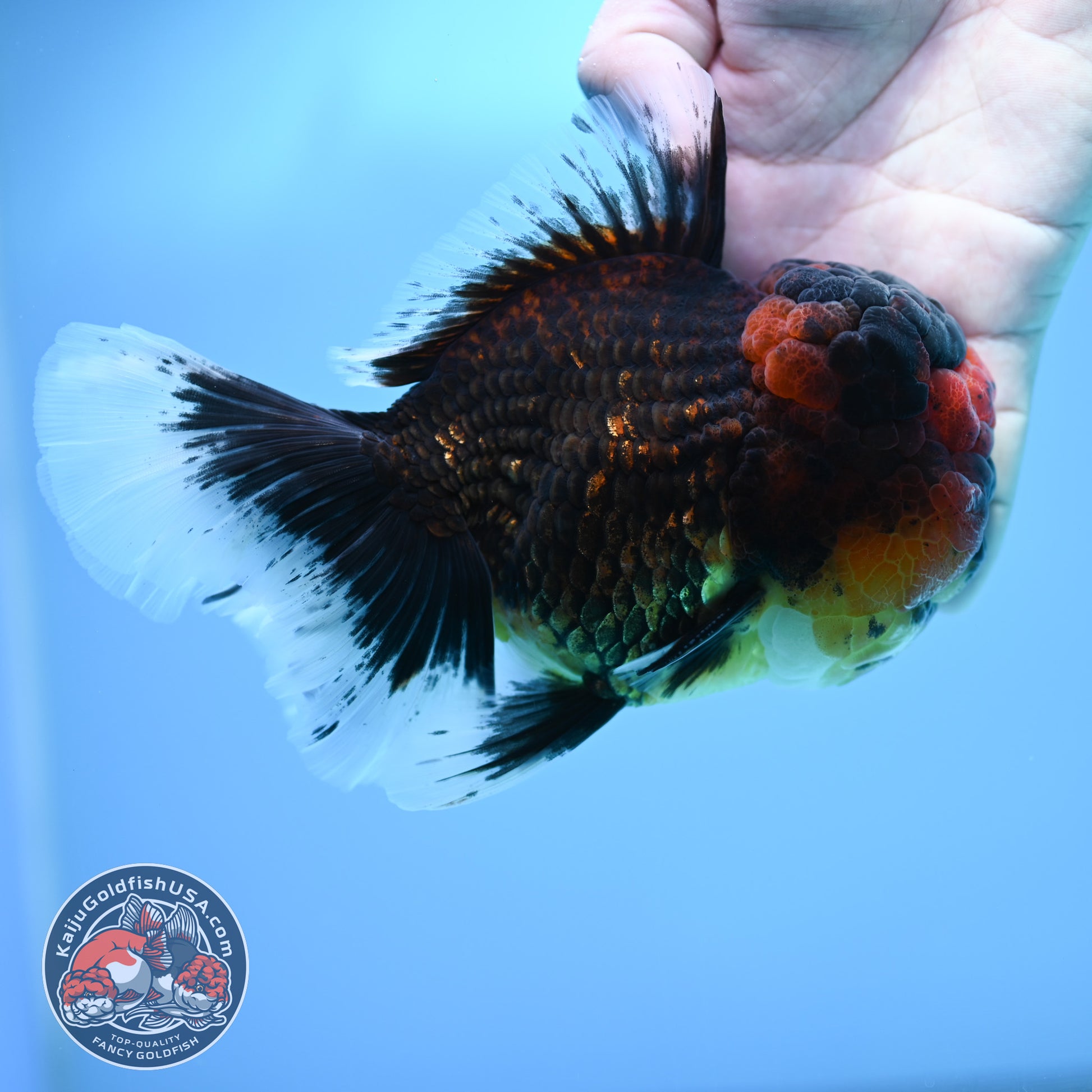 Full Wen Red Kirin Rose Tail Oranda 4.5 inch Body (260320_OR07)