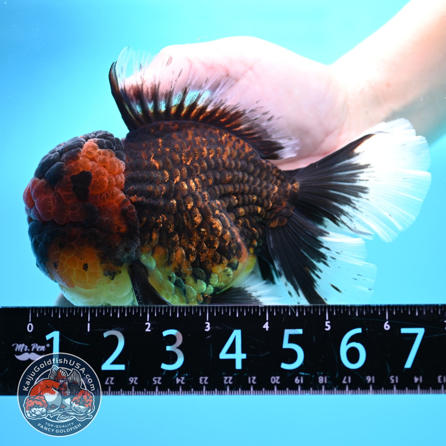 Full Wen Red Kirin Rose Tail Oranda 4.5 inch Body (260320_OR07)