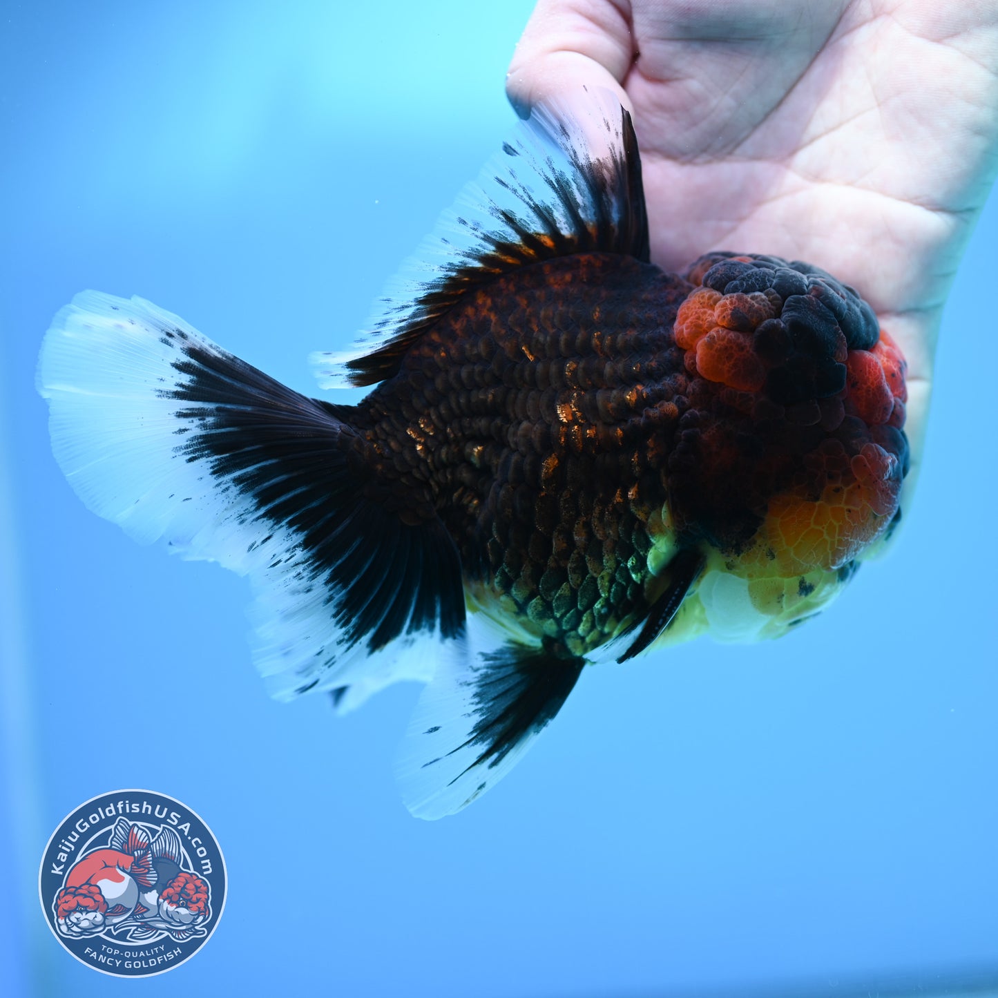 Full Wen Red Kirin Rose Tail Oranda 4.5 inch Body (260320_OR07)
