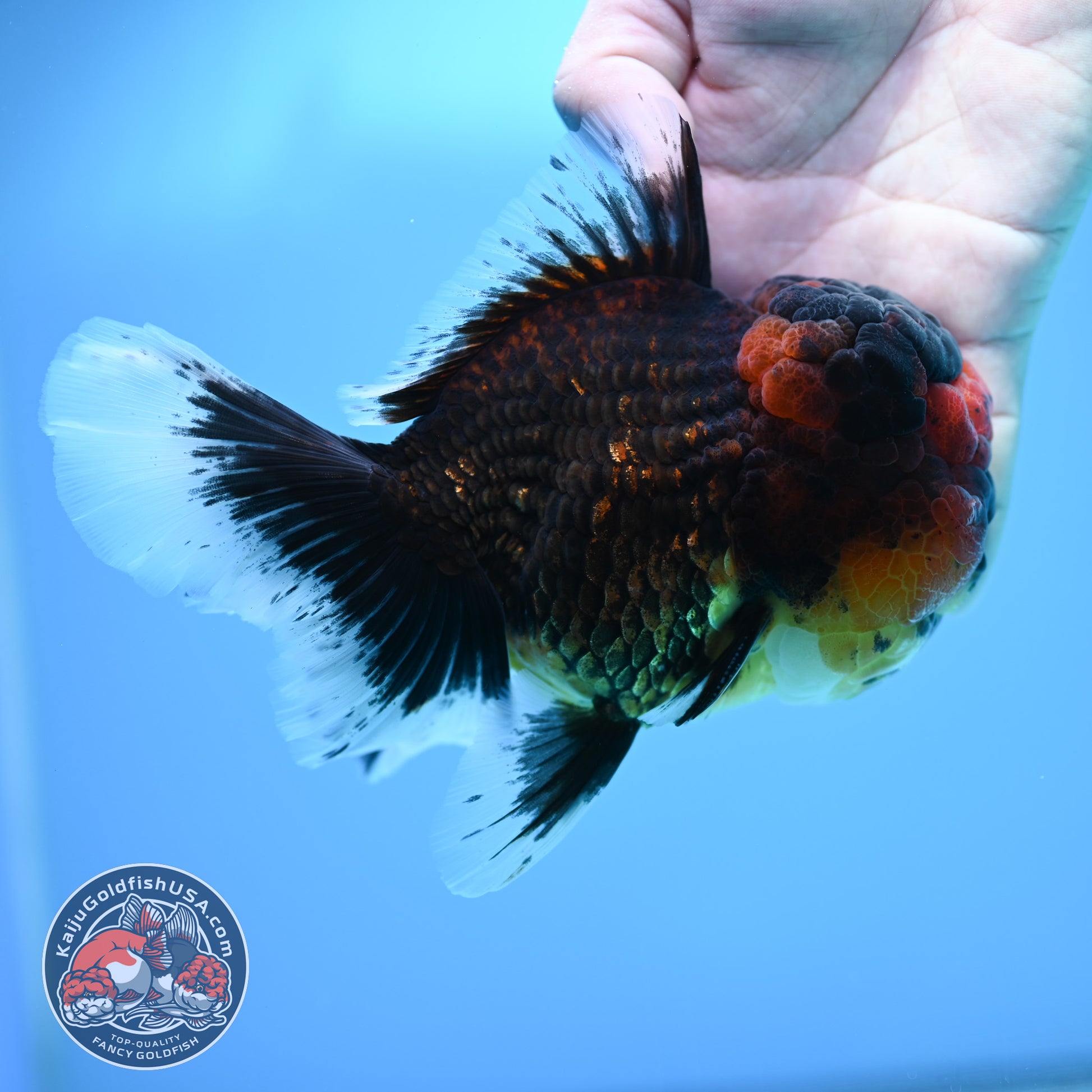 Full Wen Red Kirin Rose Tail Oranda 4.5 inch Body (260320_OR07)