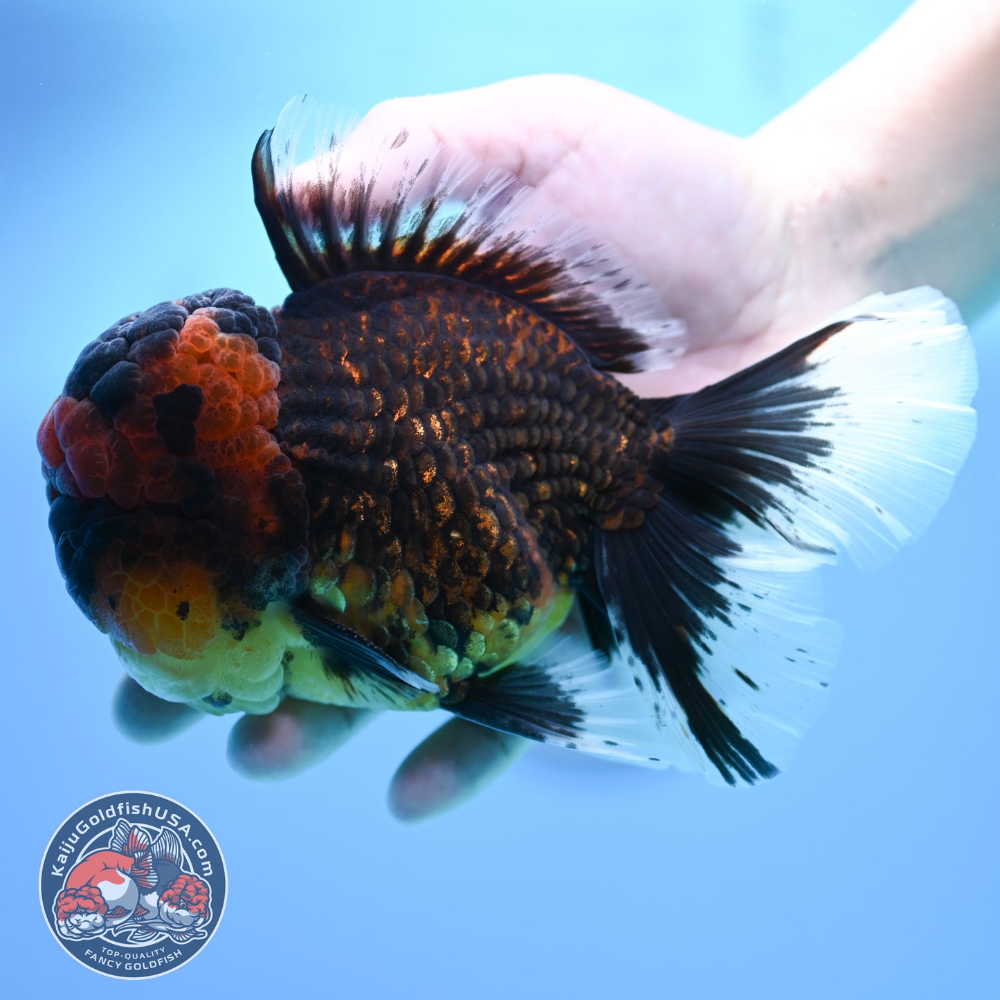 Full Wen Red Kirin Rose Tail Oranda 4.5 inch Body (260320_OR07)