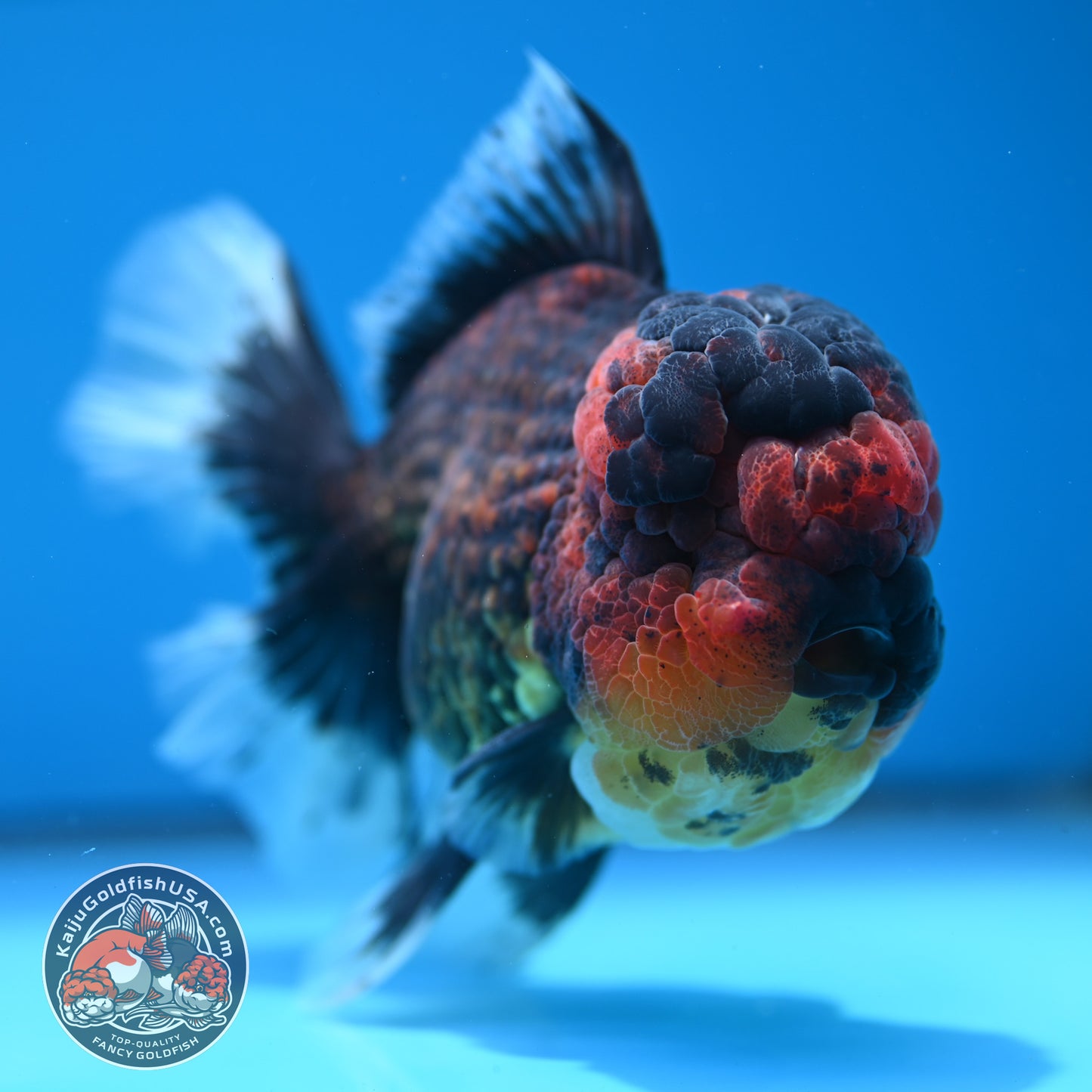 Full Wen Red Kirin Rose Tail Oranda 4.5 inch Body (260320_OR07)