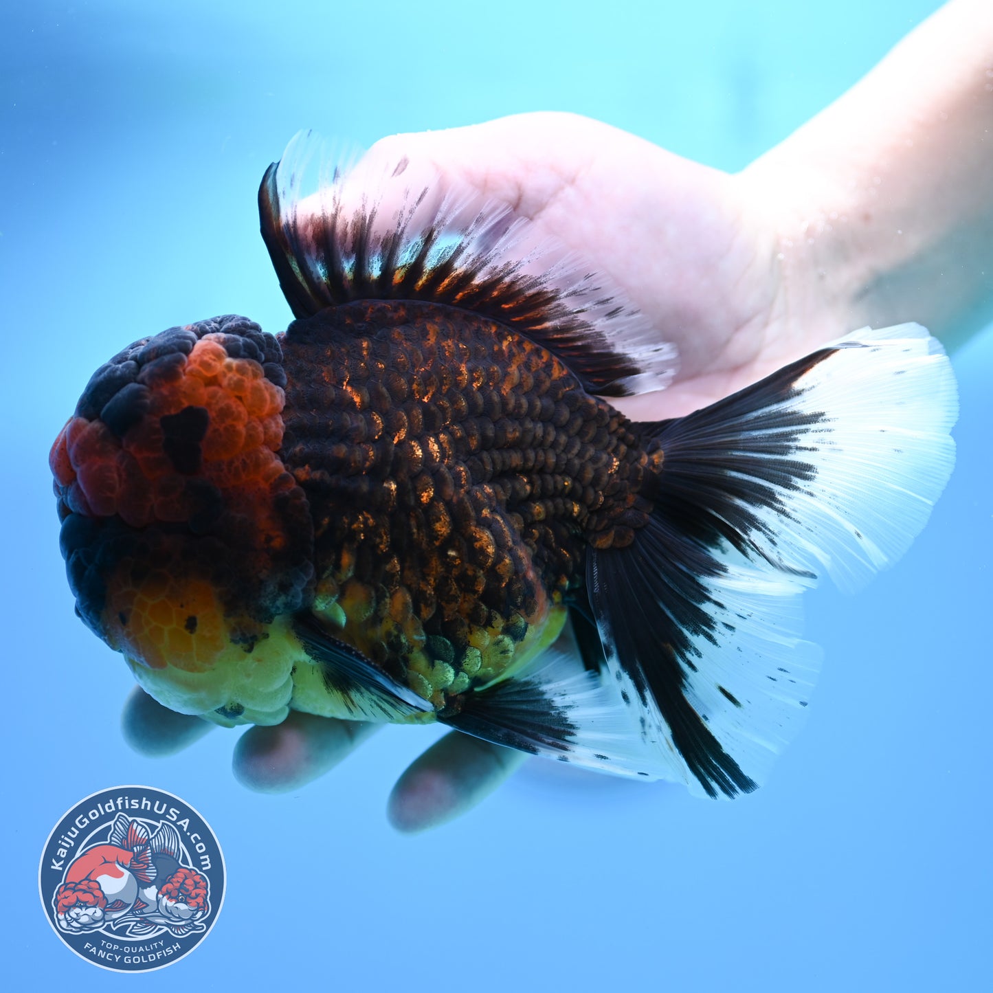 Full Wen Red Kirin Rose Tail Oranda 4.5 inch Body (260320_OR07)