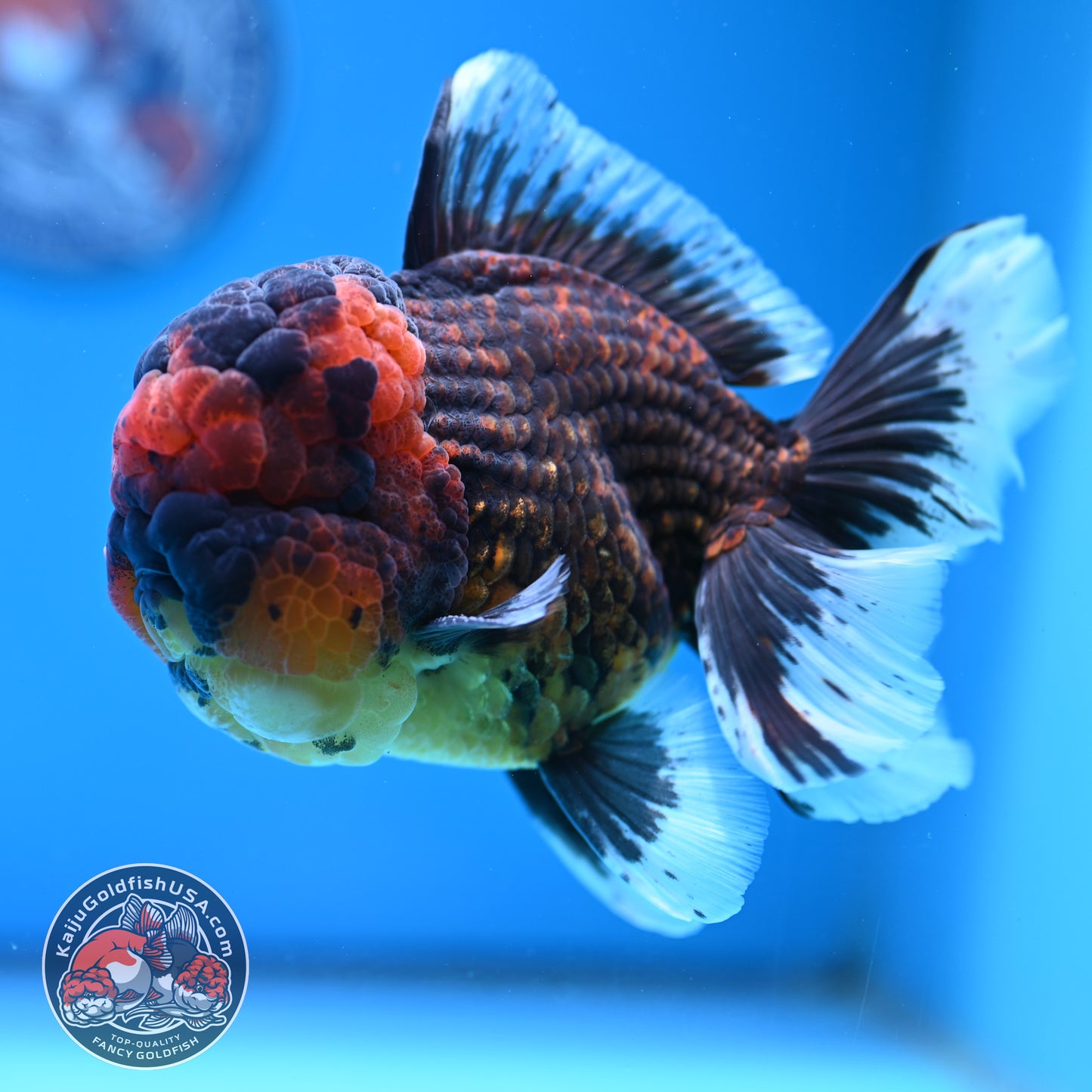 Full Wen Red Kirin Rose Tail Oranda 4.5 inch Body (260320_OR07)