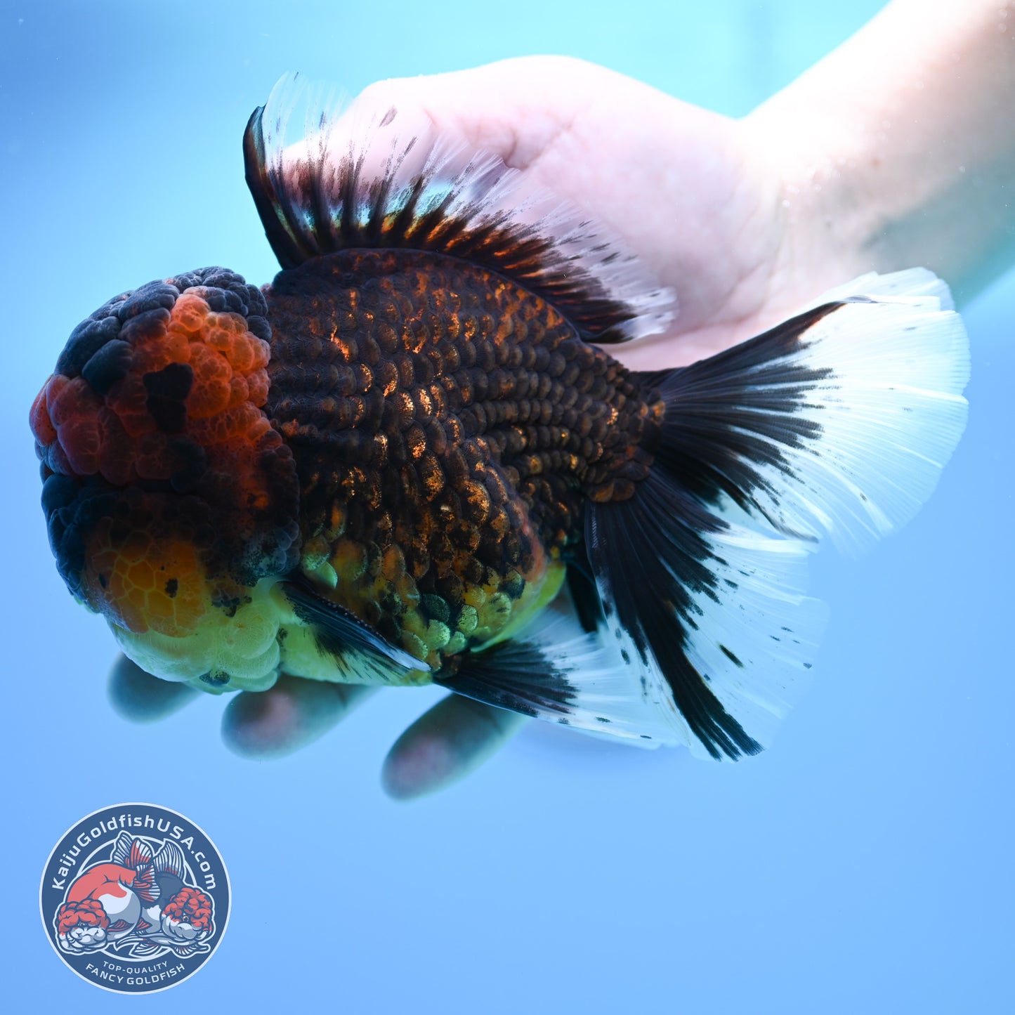 Full Wen Red Kirin Rose Tail Oranda 4.5 inch Body (260320_OR07)