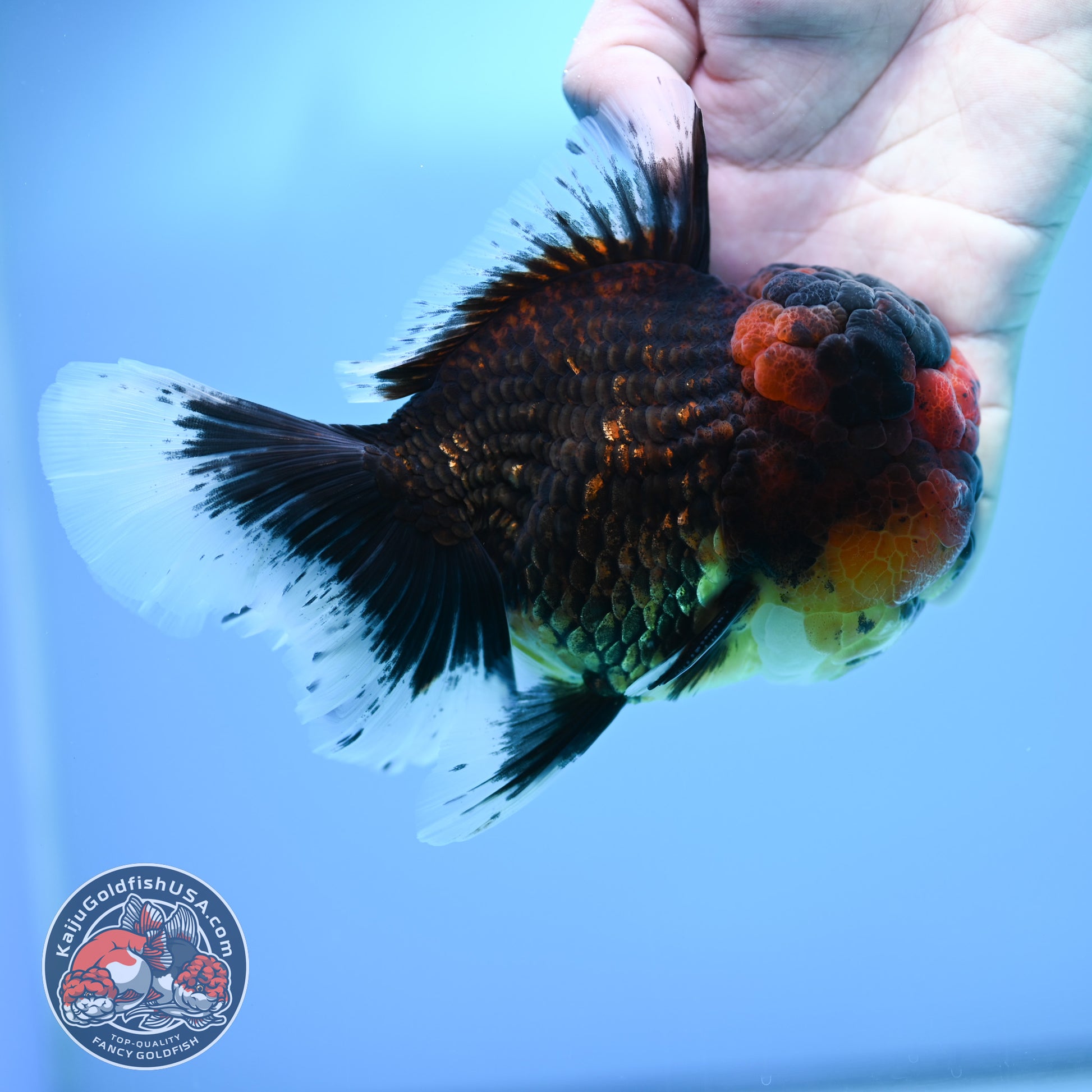 Full Wen Red Kirin Rose Tail Oranda 4.5 inch Body (260320_OR07)