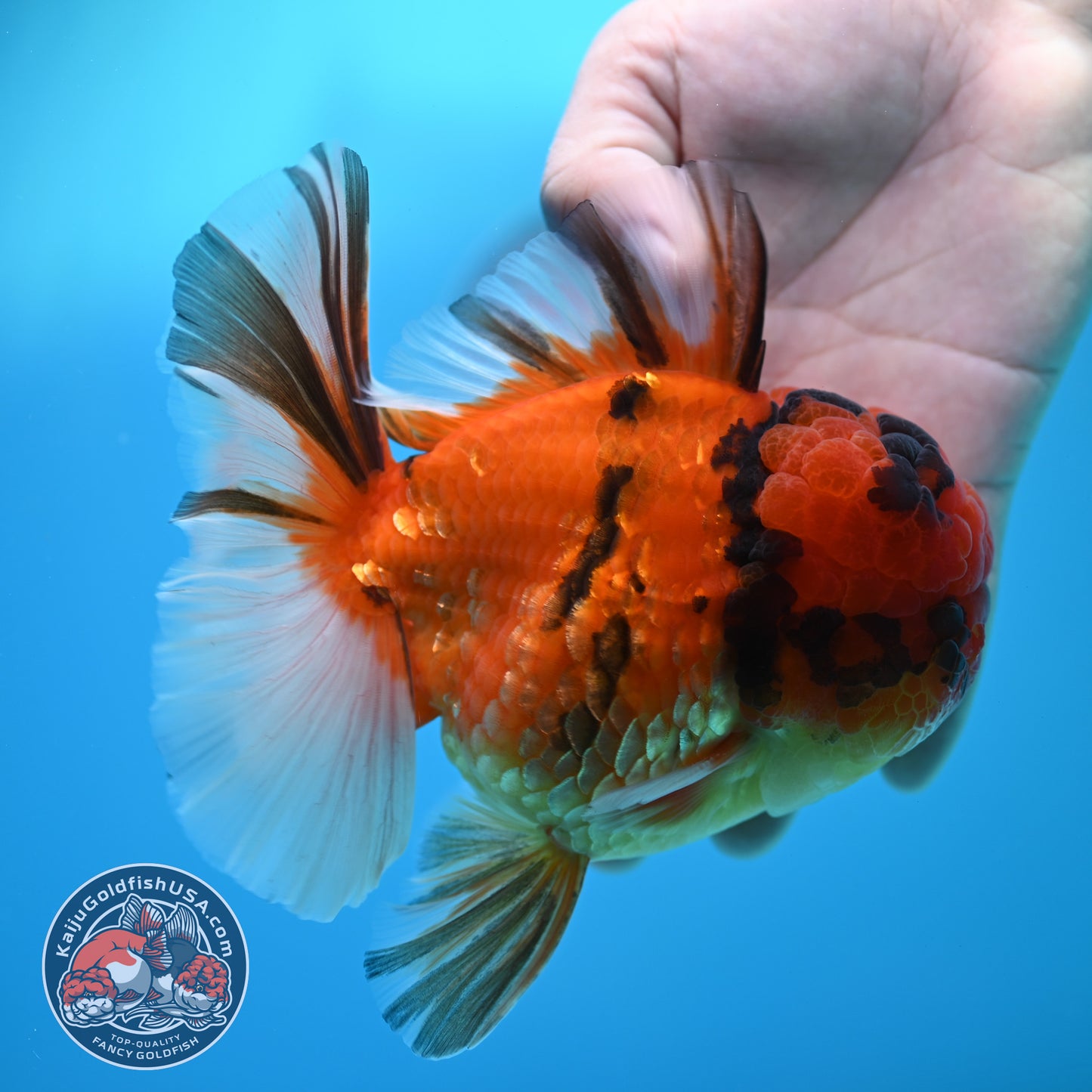 Full Wen Tiger Orchid Tail Oranda 4 inch Body (260320_OR09)