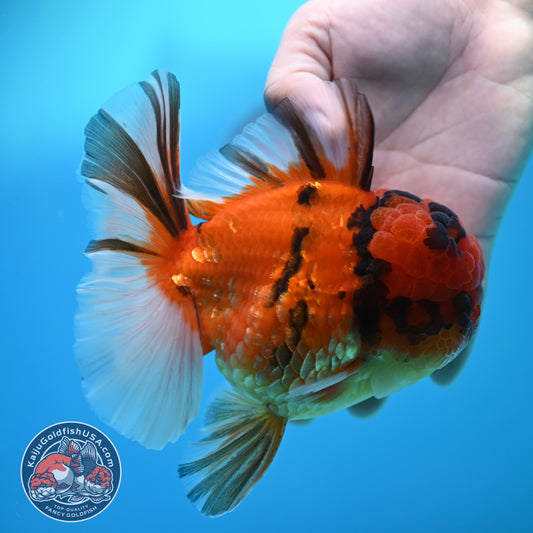 Full Wen Tiger Orchid Tail Oranda 4 inch Body (260320_OR09)