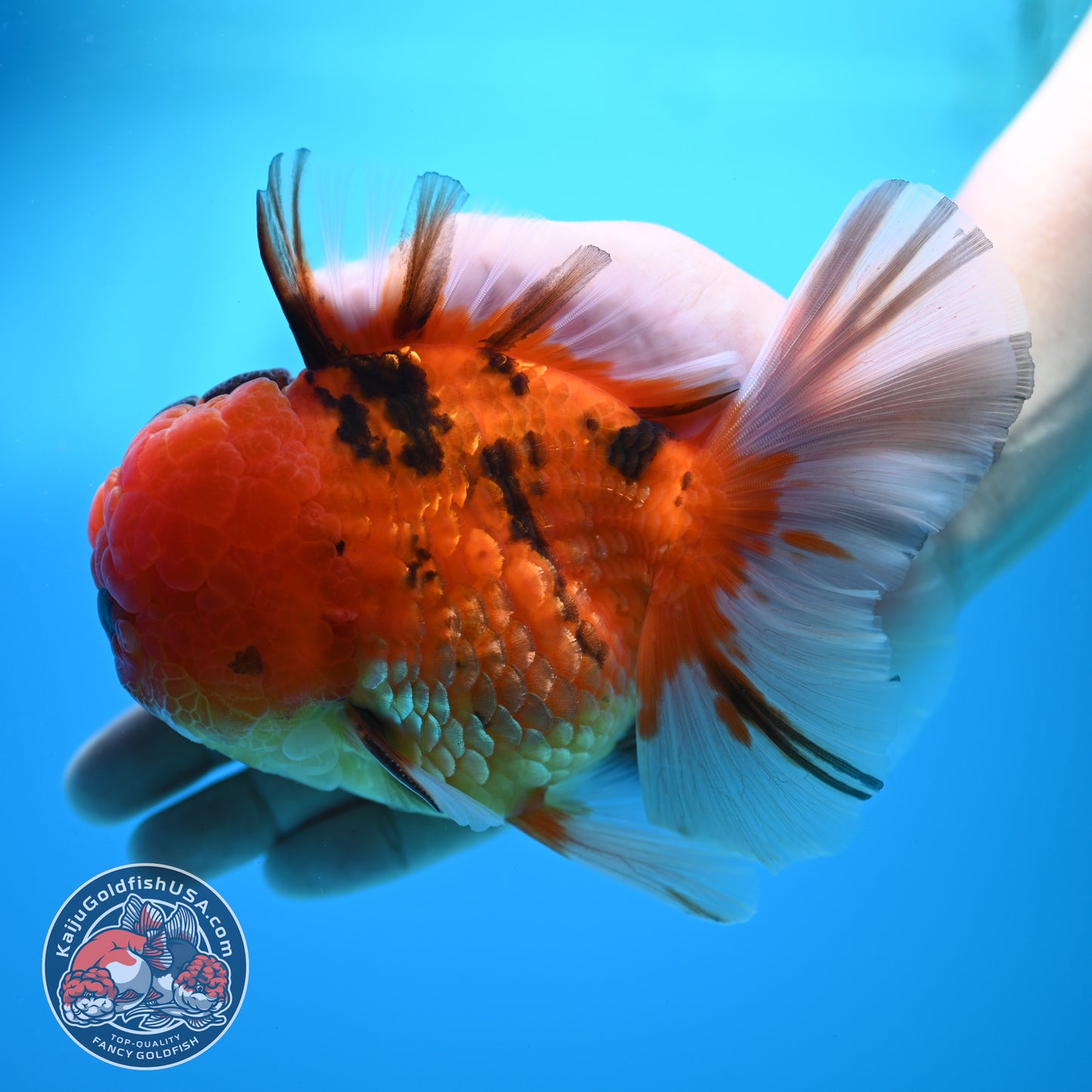 Full Wen Tiger Orchid Tail Oranda 4 inch Body (260320_OR09)