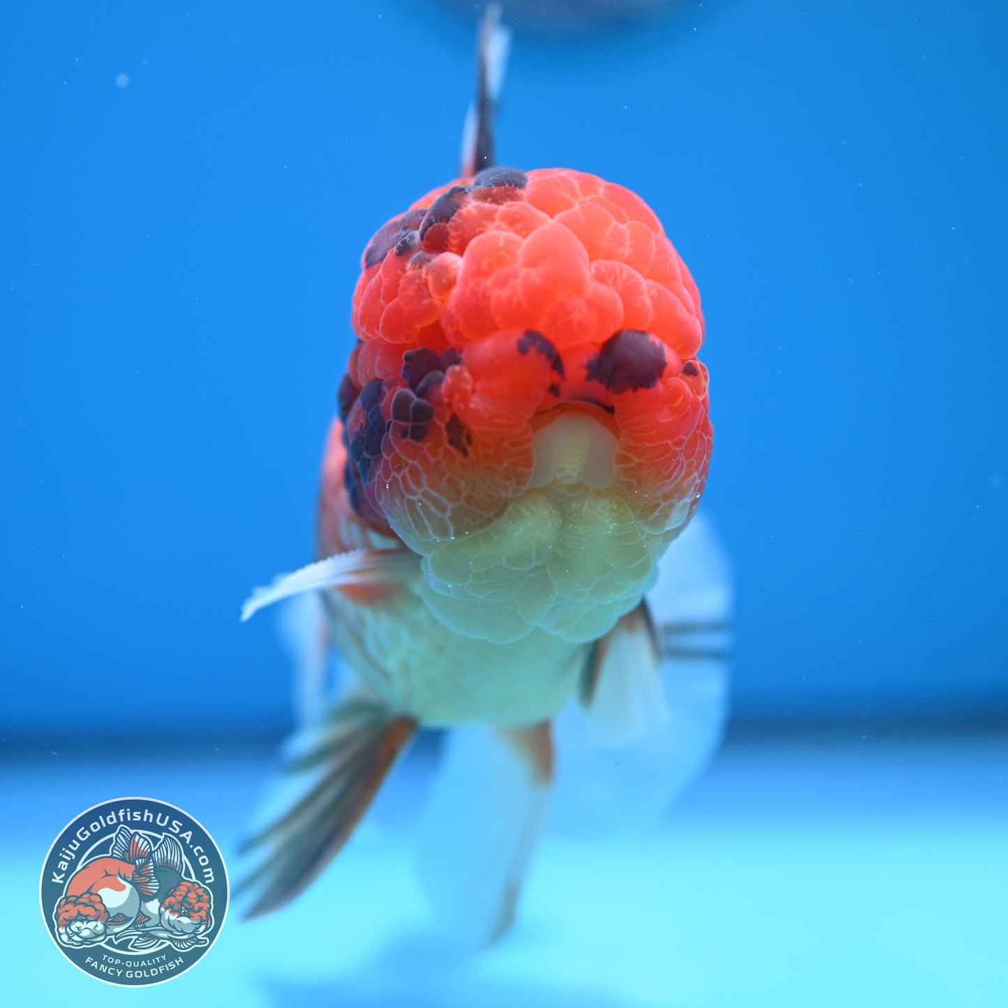 Full Wen Tiger Orchid Tail Oranda 4 inch Body (260320_OR09)