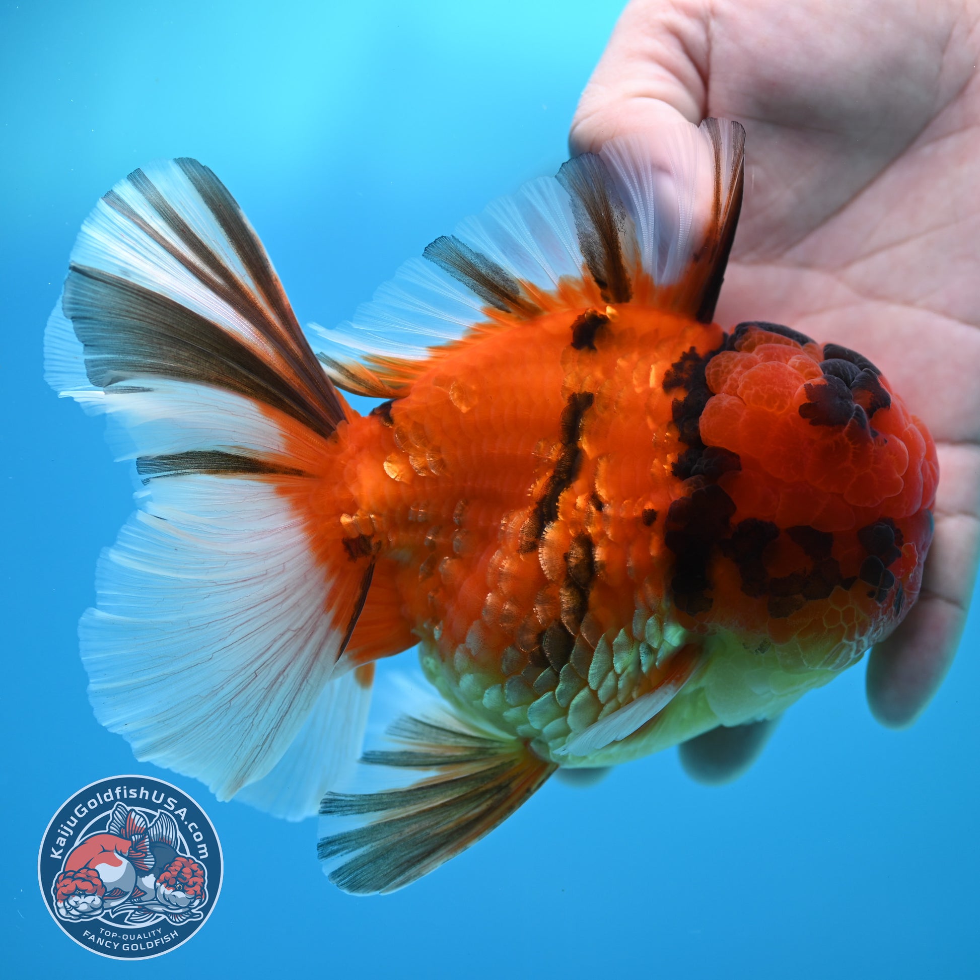 Full Wen Tiger Orchid Tail Oranda 4 inch Body (260320_OR09)