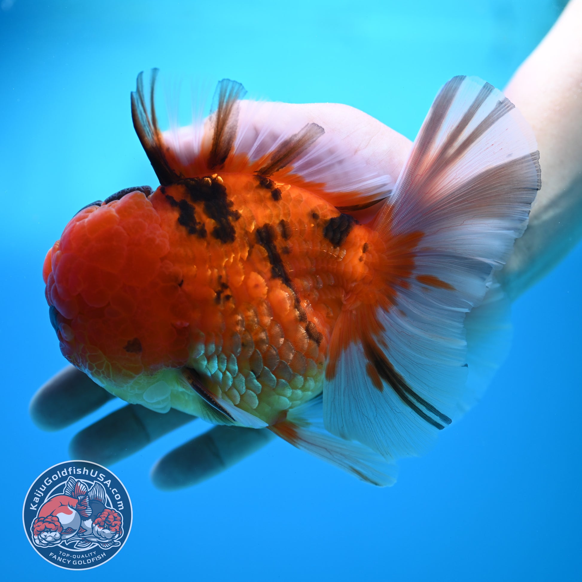 Full Wen Tiger Orchid Tail Oranda 4 inch Body (260320_OR09)