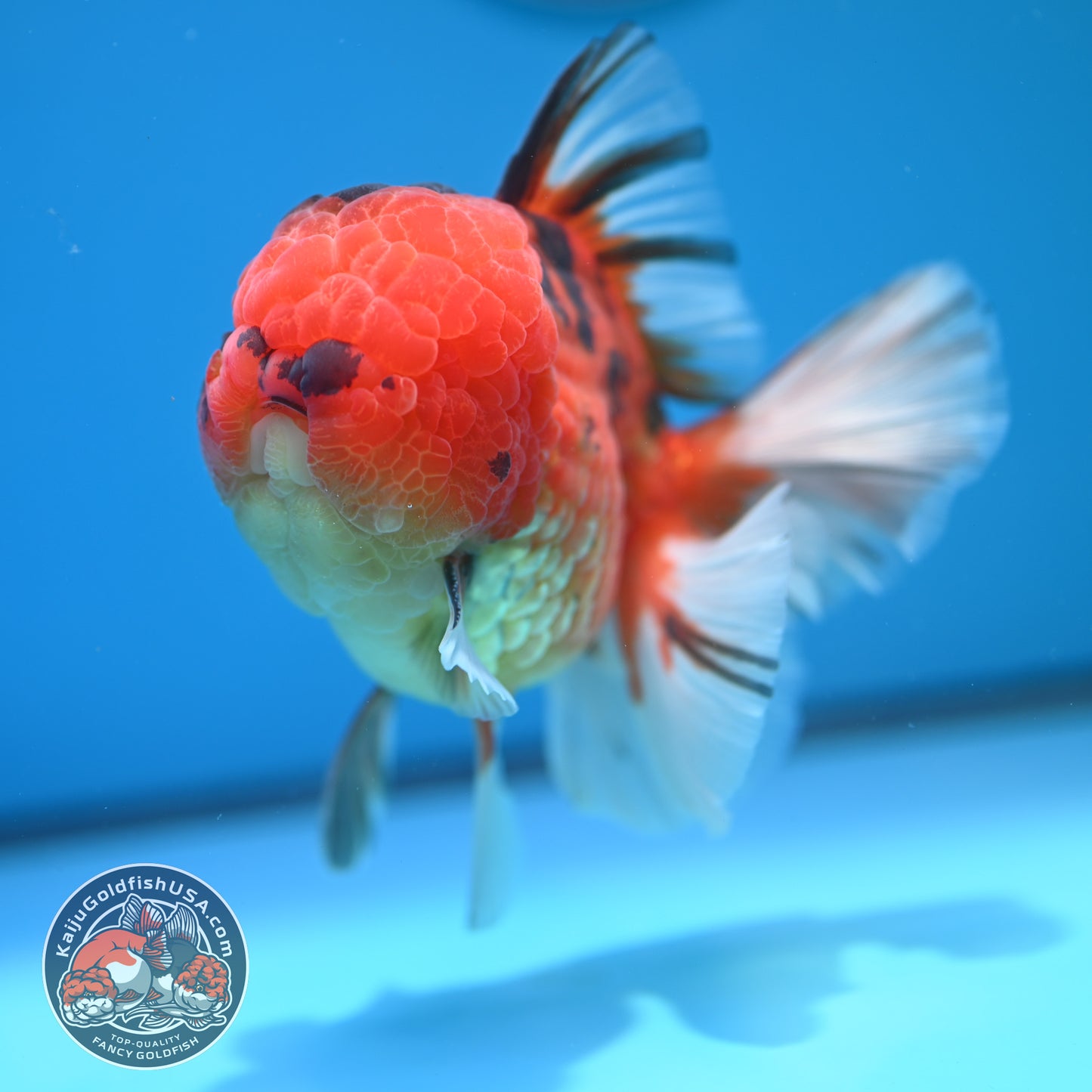 Full Wen Tiger Orchid Tail Oranda 4 inch Body (260320_OR09)