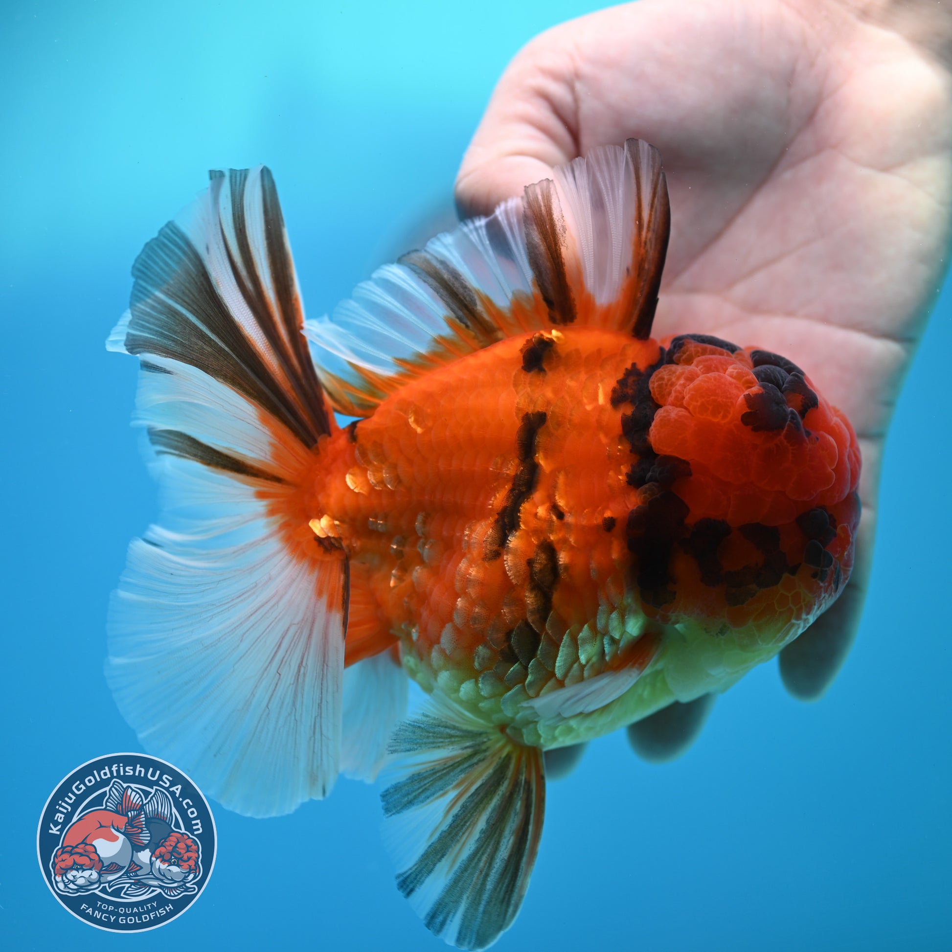 Full Wen Tiger Orchid Tail Oranda 4 inch Body (260320_OR09)