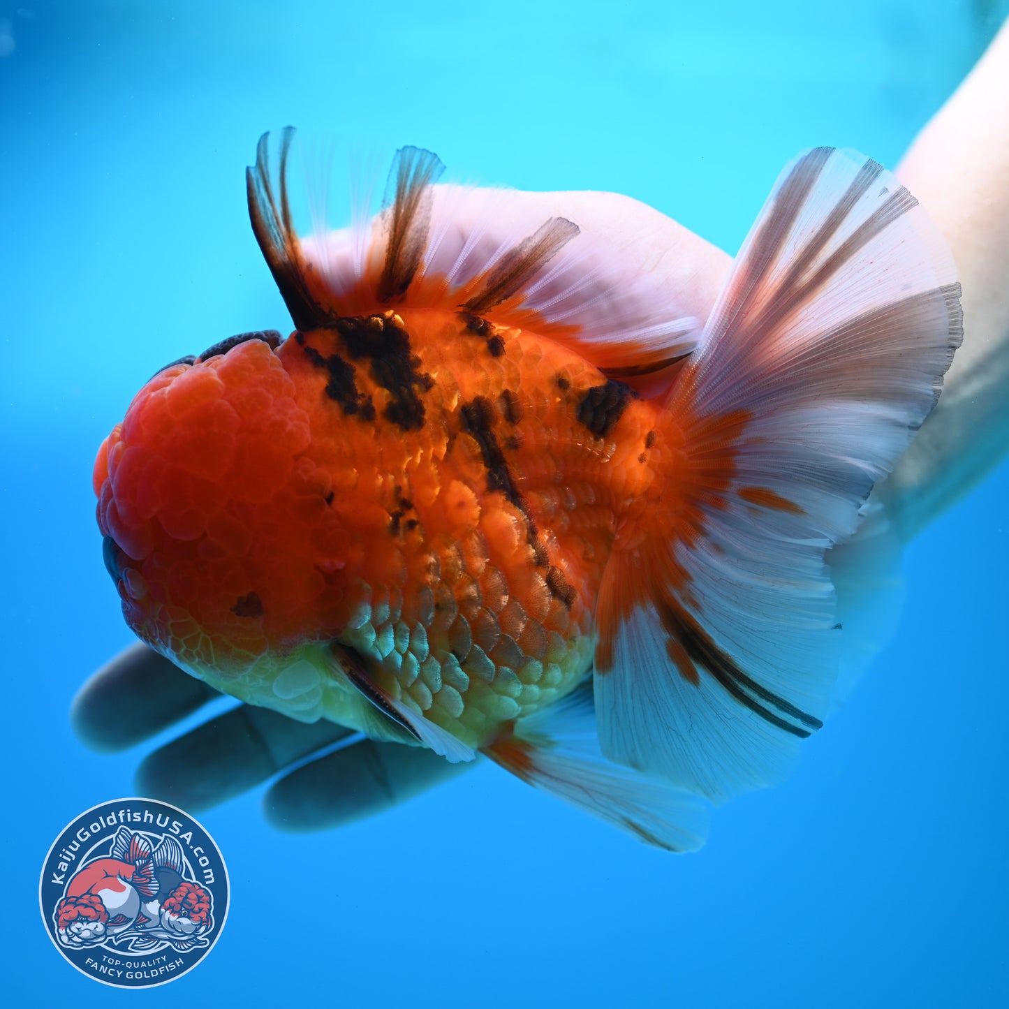 Full Wen Tiger Orchid Tail Oranda 4 inch Body (260320_OR09)