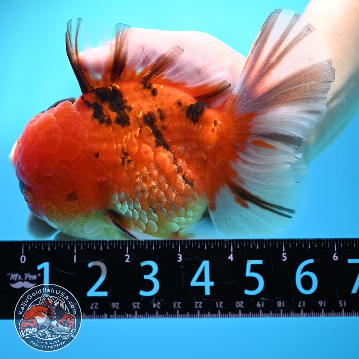 Full Wen Tiger Orchid Tail Oranda 4 inch Body (260320_OR09)