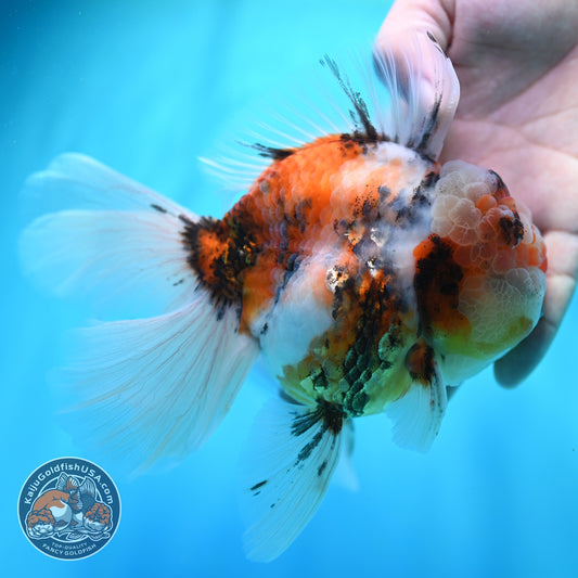 Full Wen Tiger Rose Tail Oranda 4 inch Body (260529_OR02)