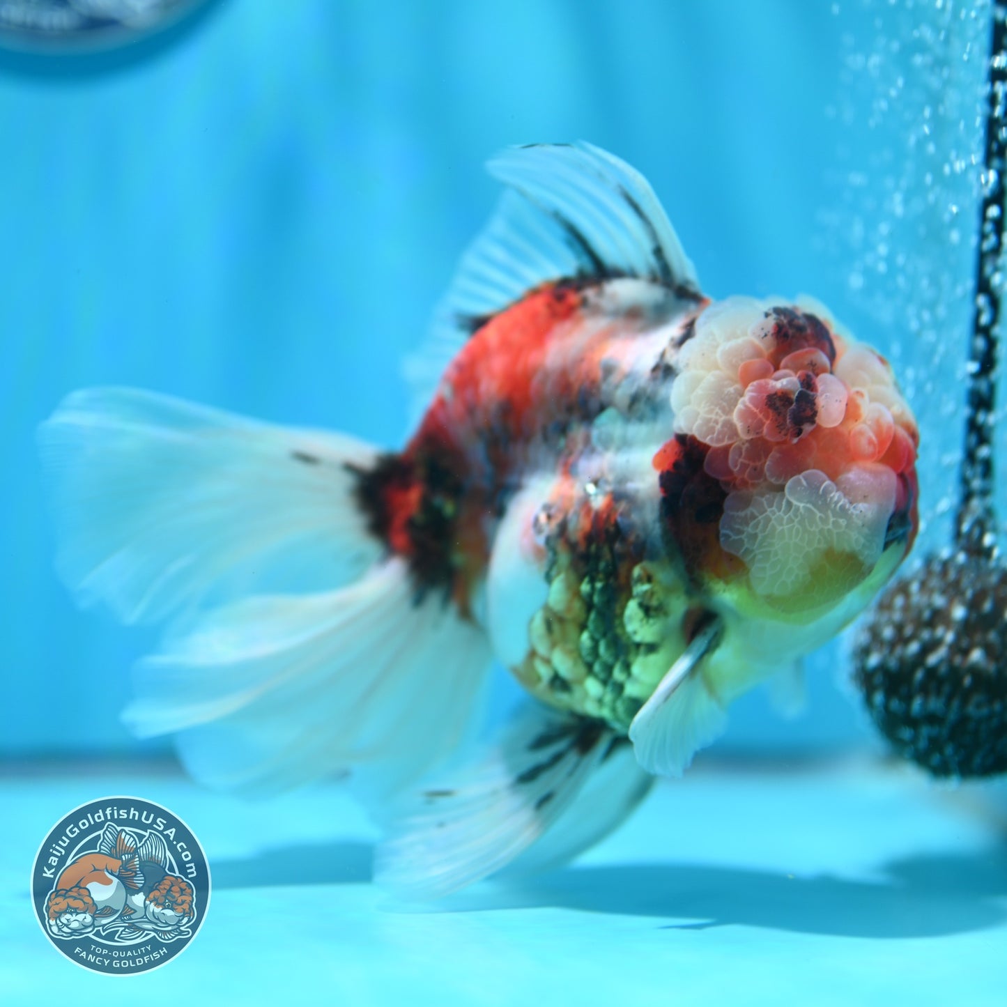 Full Wen Tiger Rose Tail Oranda 4 inch Body (260529_OR02)