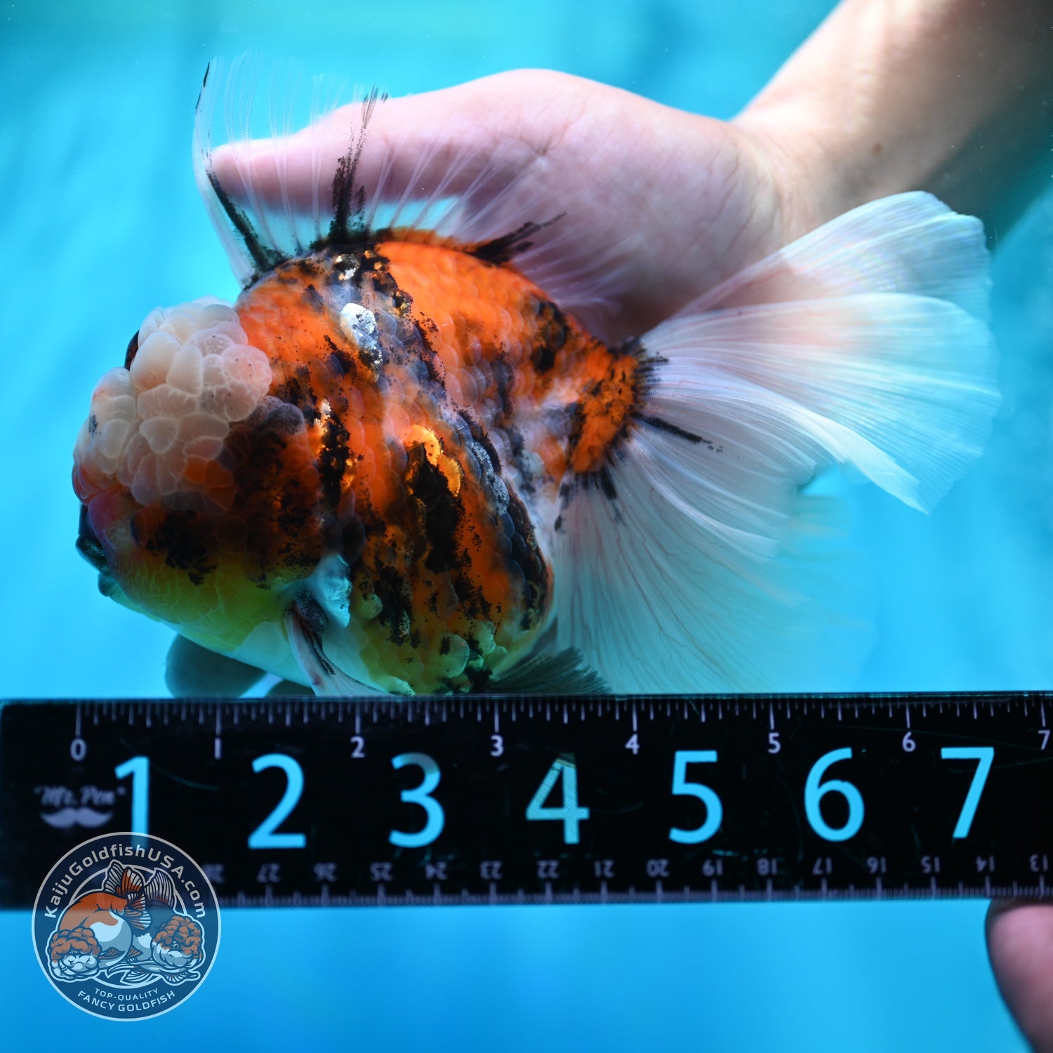 Full Wen Tiger Rose Tail Oranda 4 inch Body (260529_OR02)