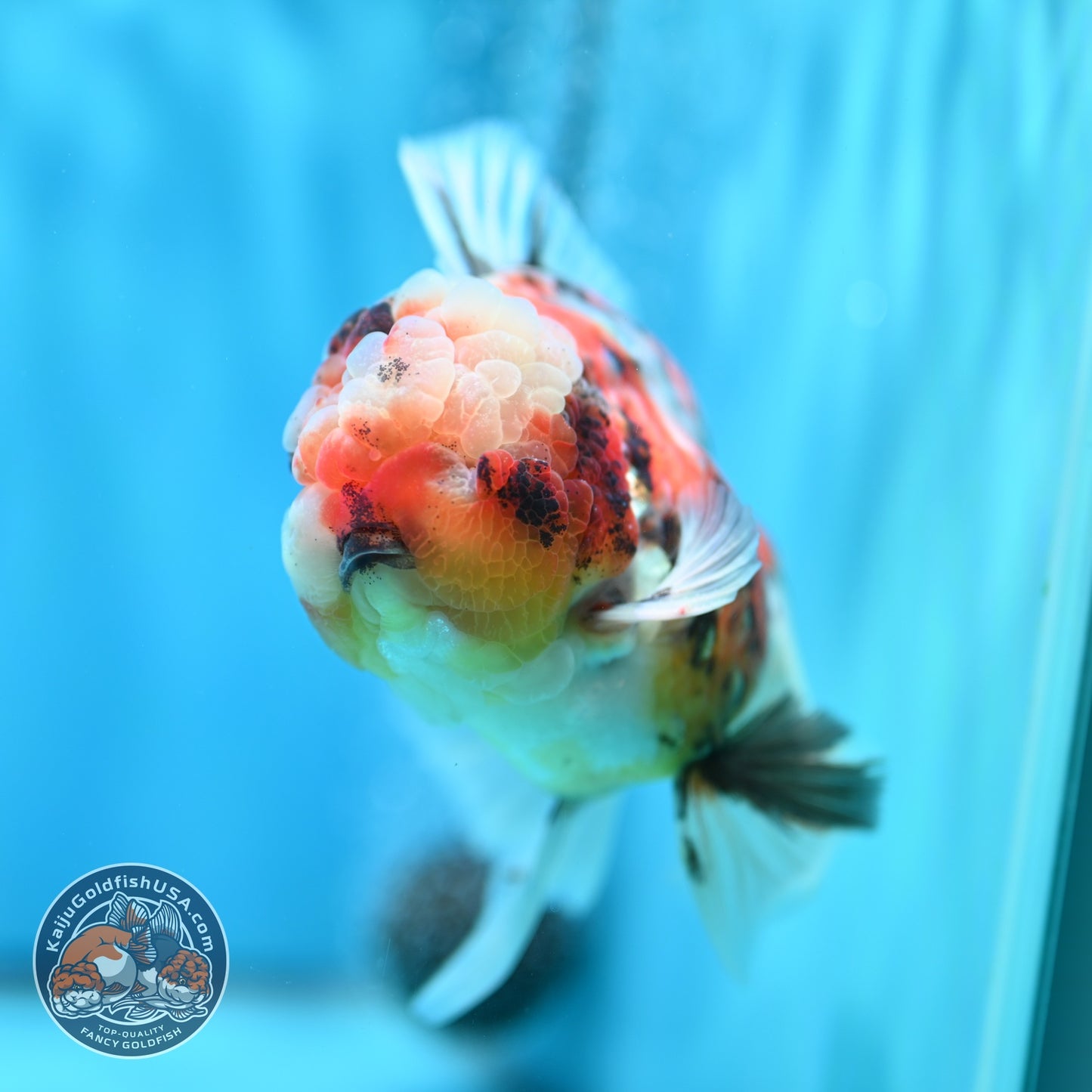 Full Wen Tiger Rose Tail Oranda 4 inch Body (260529_OR02)