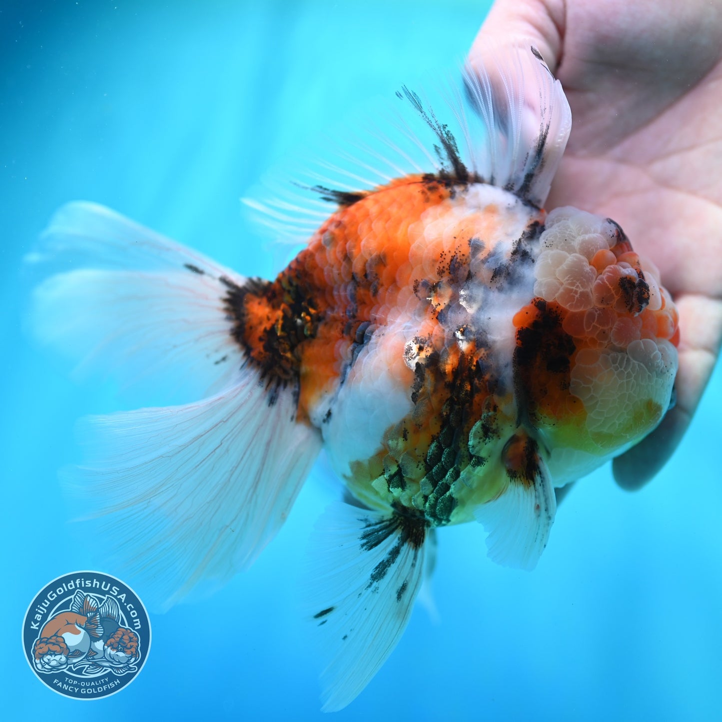 Full Wen Tiger Rose Tail Oranda 4 inch Body (260529_OR02)
