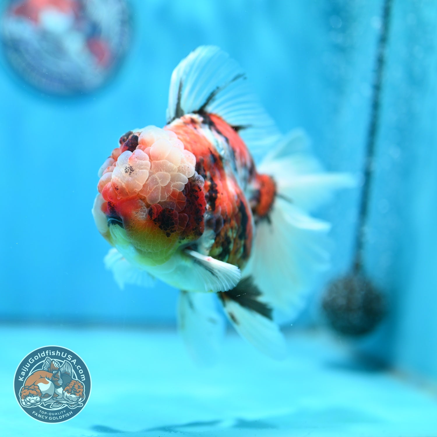 Full Wen Tiger Rose Tail Oranda 4 inch Body (260529_OR02)