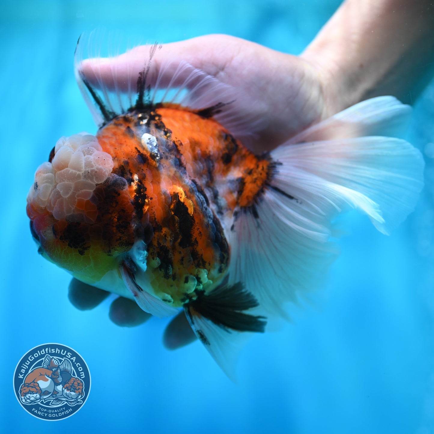 Full Wen Tiger Rose Tail Oranda 4 inch Body (260529_OR02)