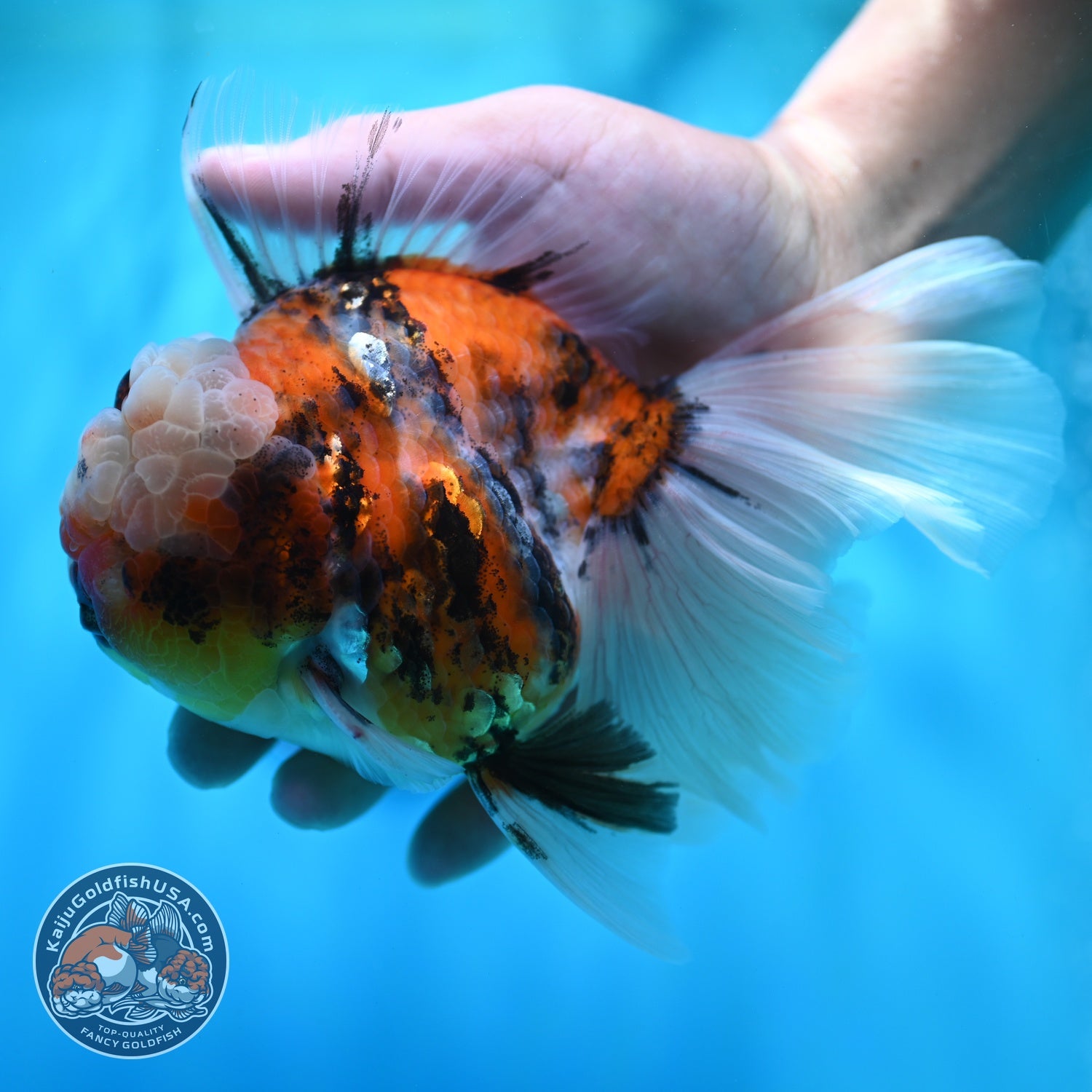 Full Wen Tiger Rose Tail Oranda 4 inch Body (260529_OR02)