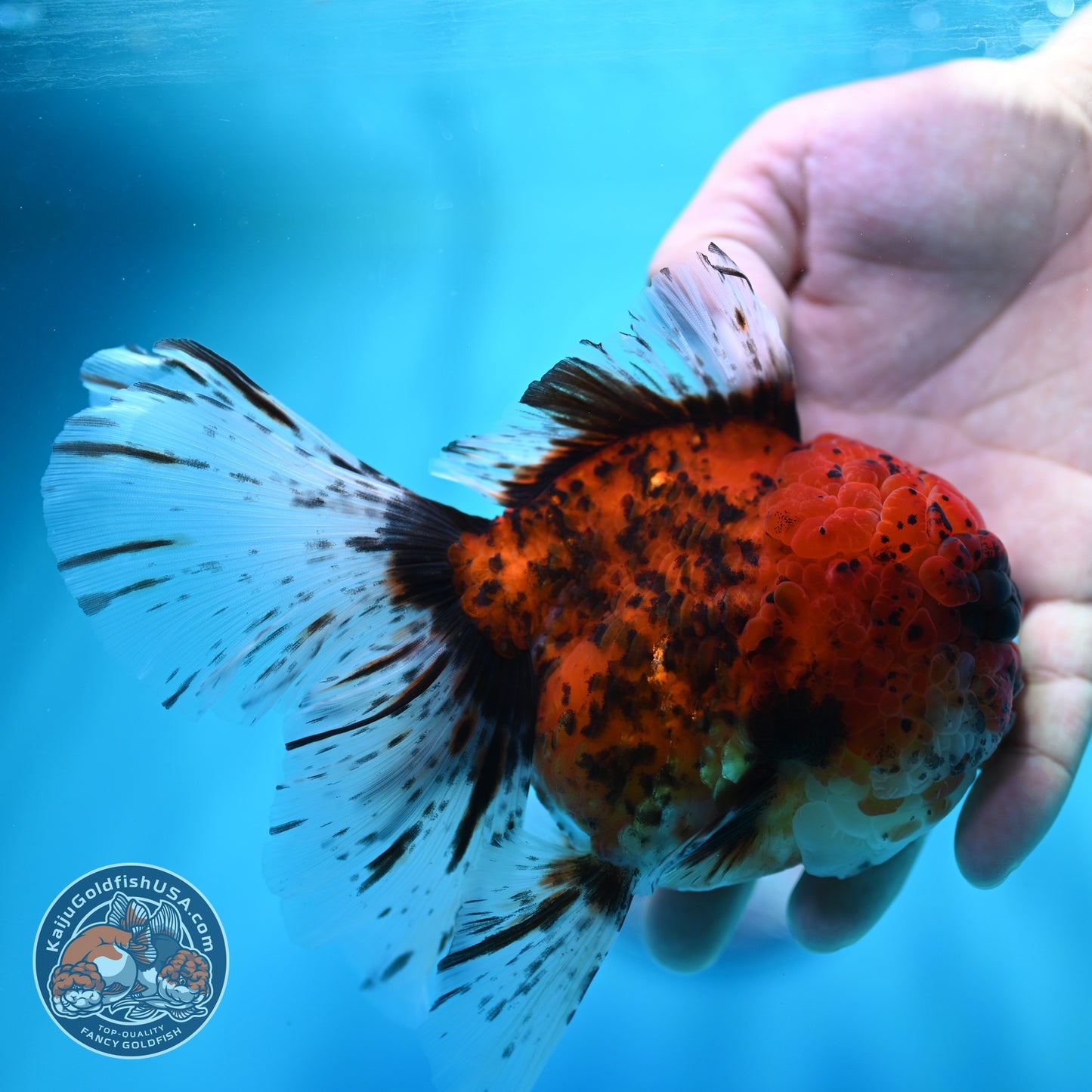 Full Wen Tiger Rose Tail Oranda 4 inch Body (260529_OR04)